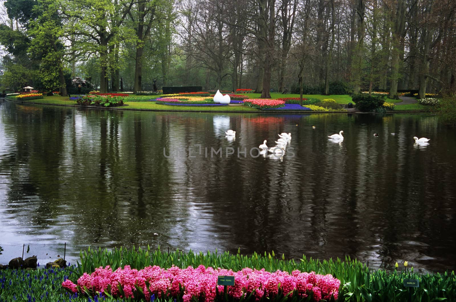 Swans swim in a lake surrounded by spring tulips in Keukenhof Gardens, Lisse, The Netherlands.