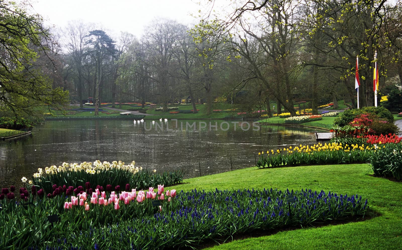 Thousands of hyacinths and tulips bloom in the spring in Keukenhof Gardens, Lisse, The Netherlands.