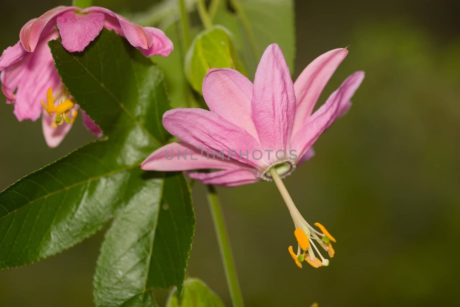 Passion flower (Passiflora; syn. Disemma Labill.) is a genus of about 500 species of flowering plants in the family Passifloraceae. They are mostly vines, with some being shrubs, and a few species being herbaceous.