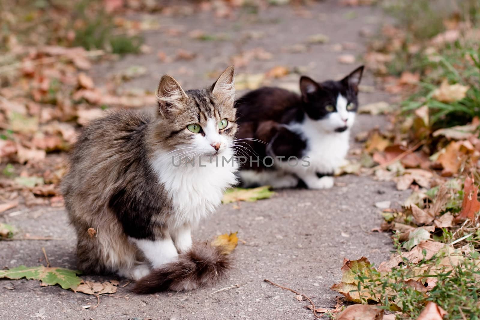 cats on road by foaloce