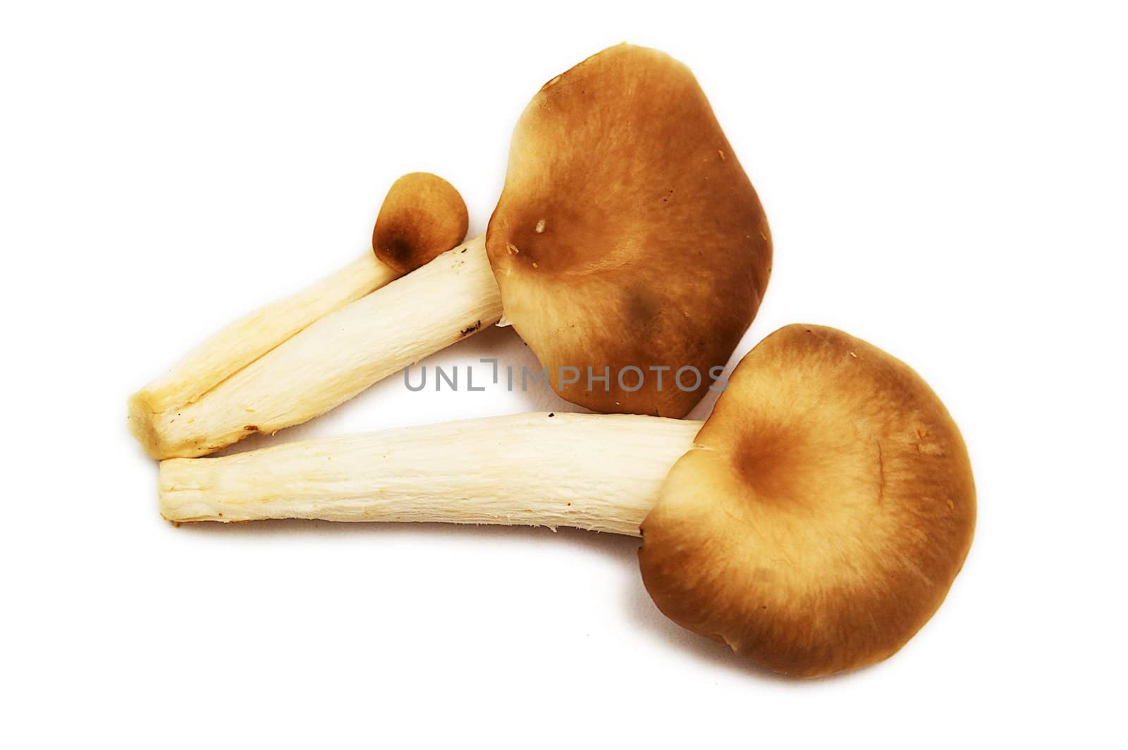 Group of raw delicious mushrooms isolated on white.