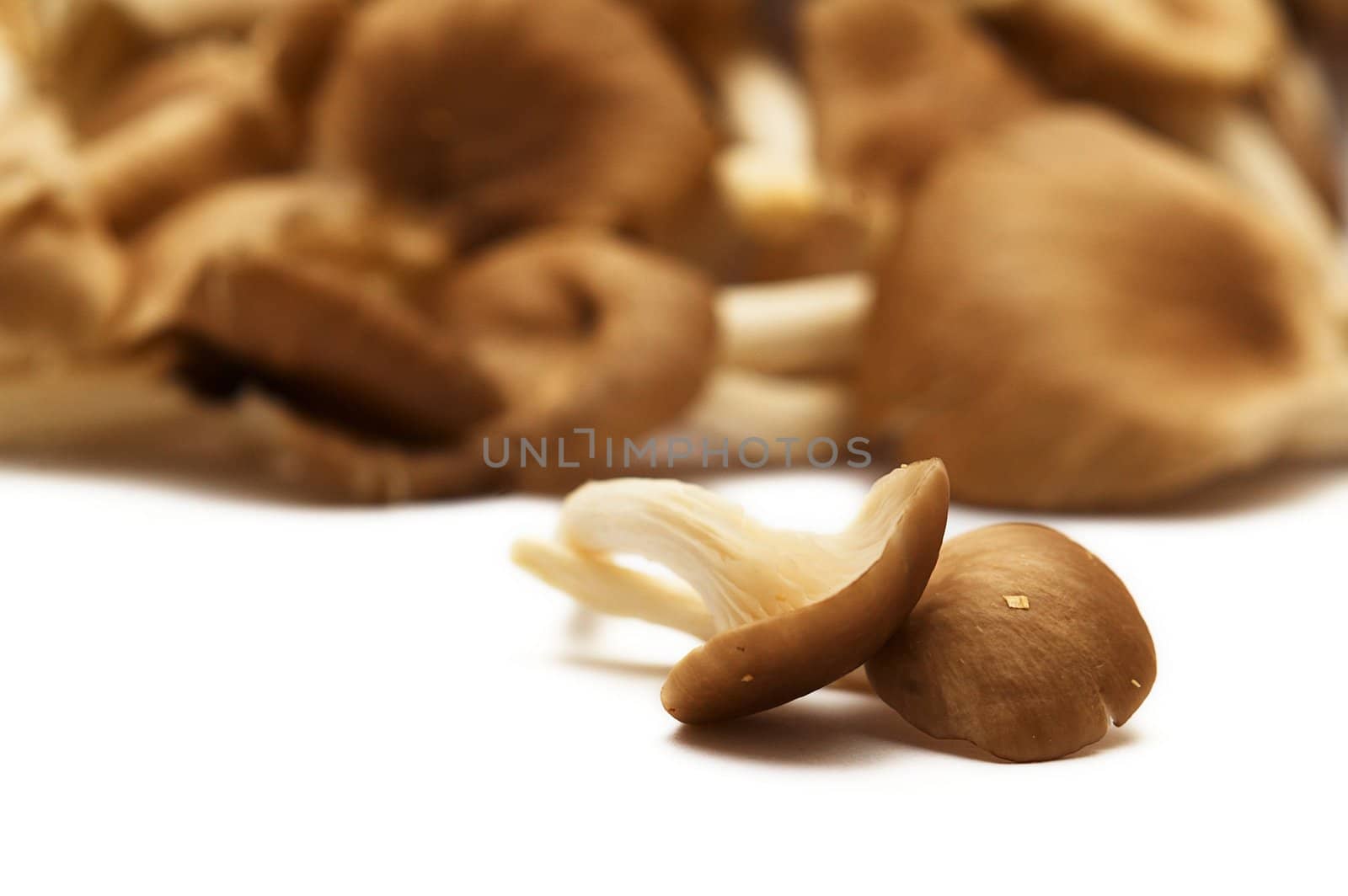 Group of raw delicious mushrooms isolated on white.