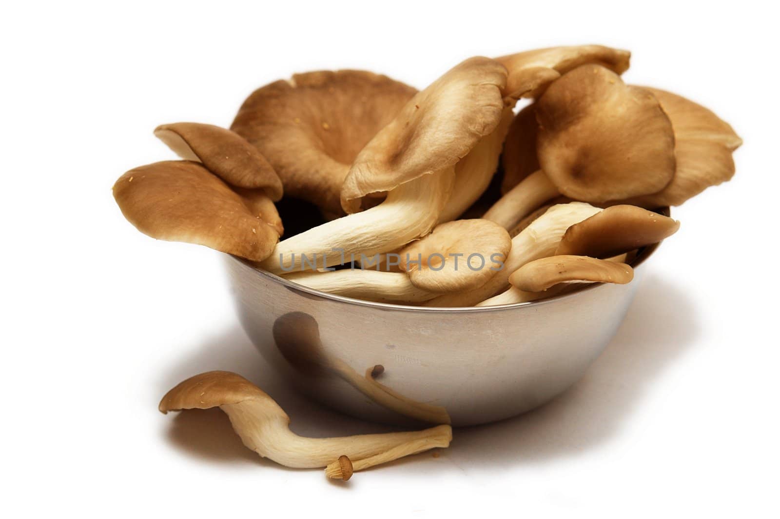 Group of raw delicious mushrooms isolated on white.