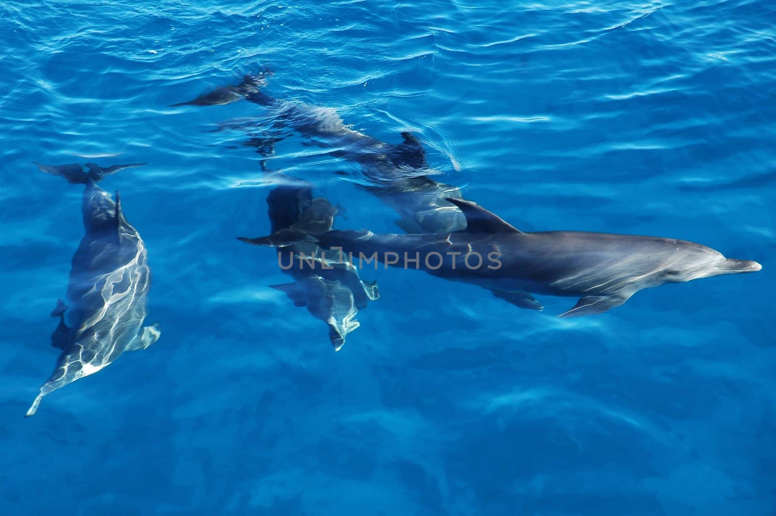 Group of playful dolphins in the bright blue sea