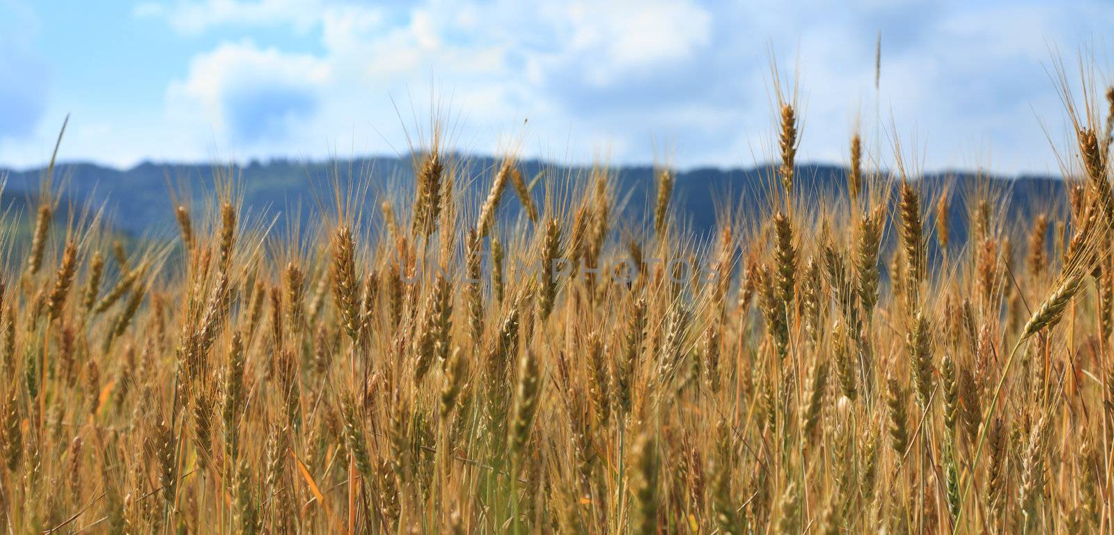 Image of a cereals field in a hot sunny summer day.