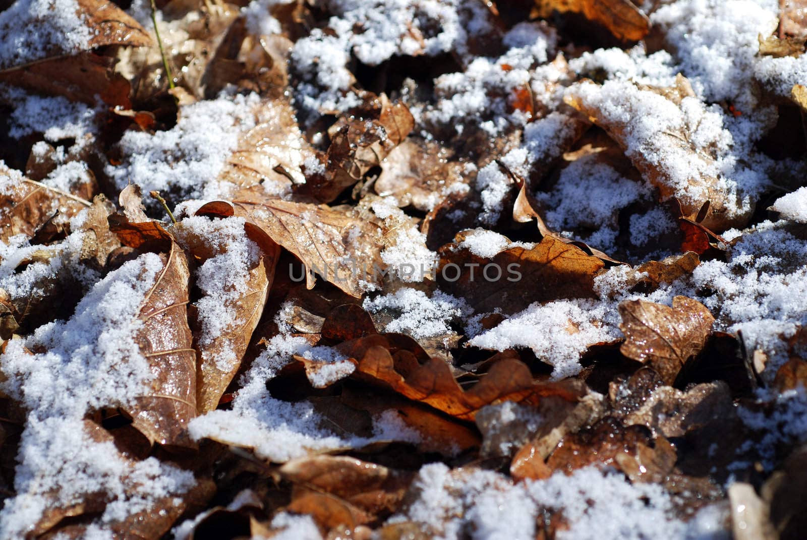 A photograph of frosty fallen leaves on the floor of a wooded area