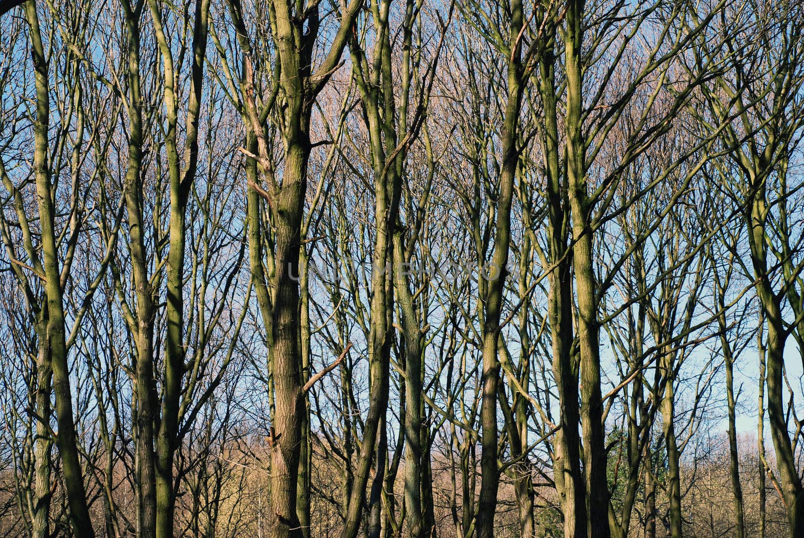 Tree trunks and branches against a wintry blue sky