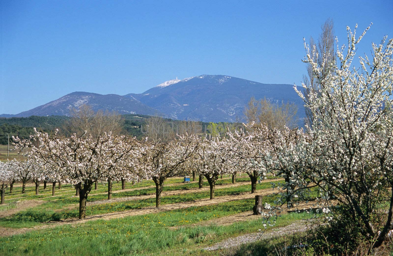An almond grove blooms in springtime below Mt. Ventoux in Provence, France