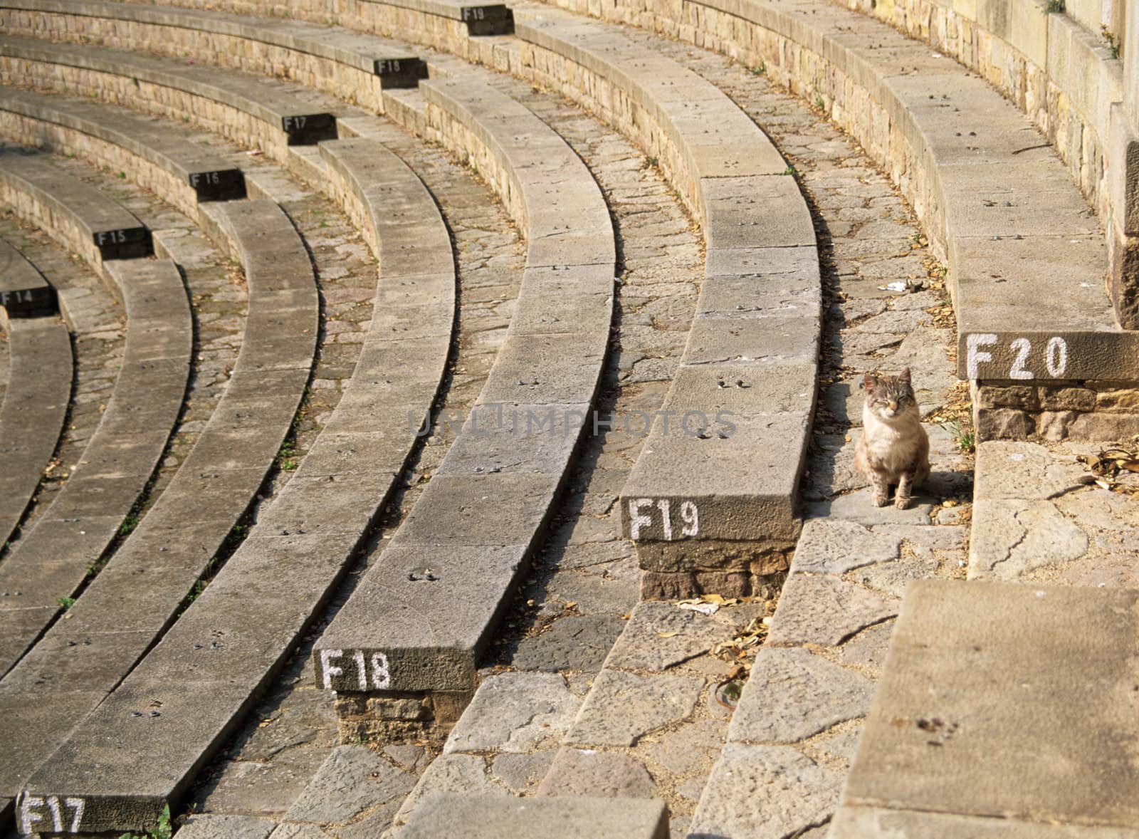 A stray cat on the steps of a roman amphitheatre in Barcelona, Spain.