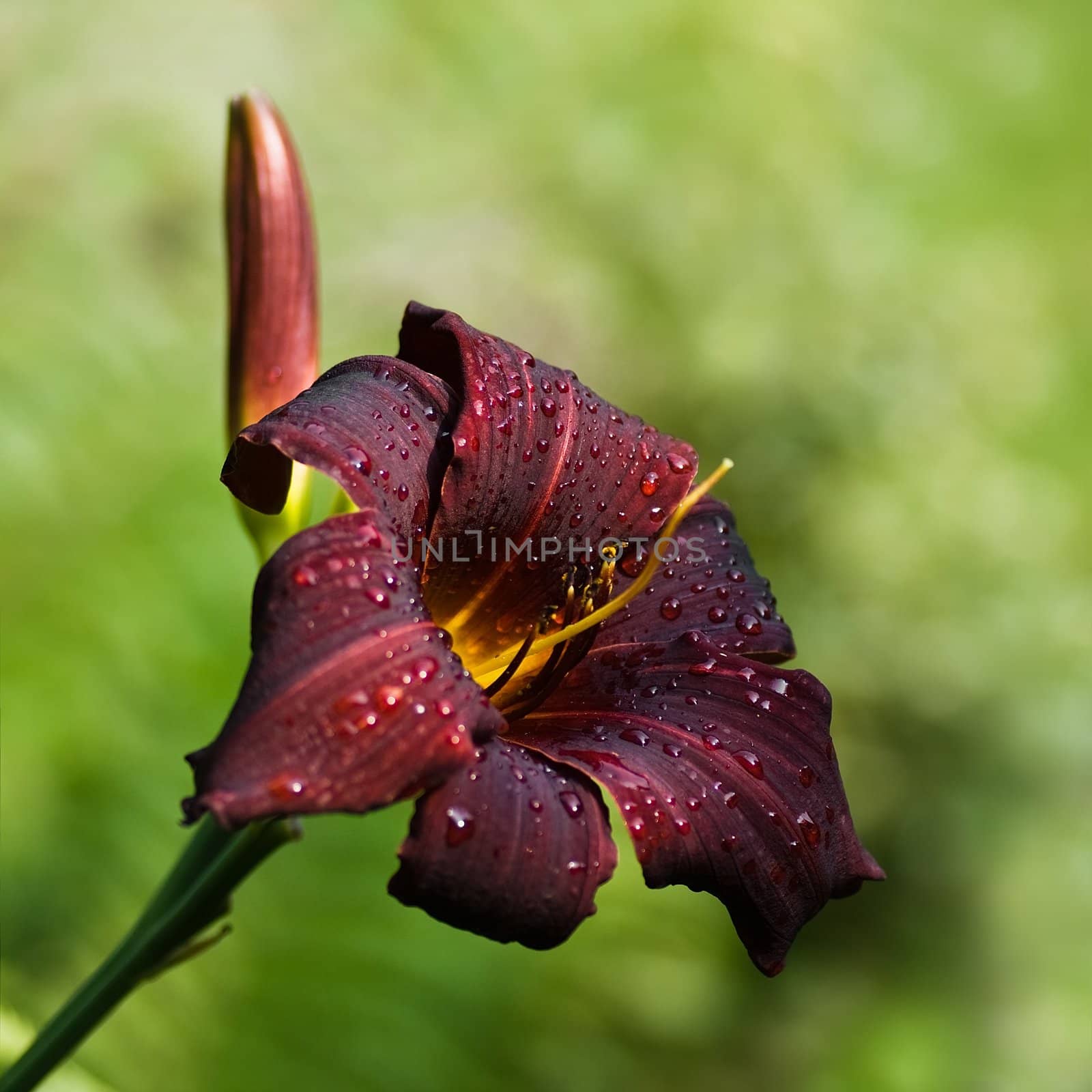 Beautiful dark red daylily blooming in the summer sun