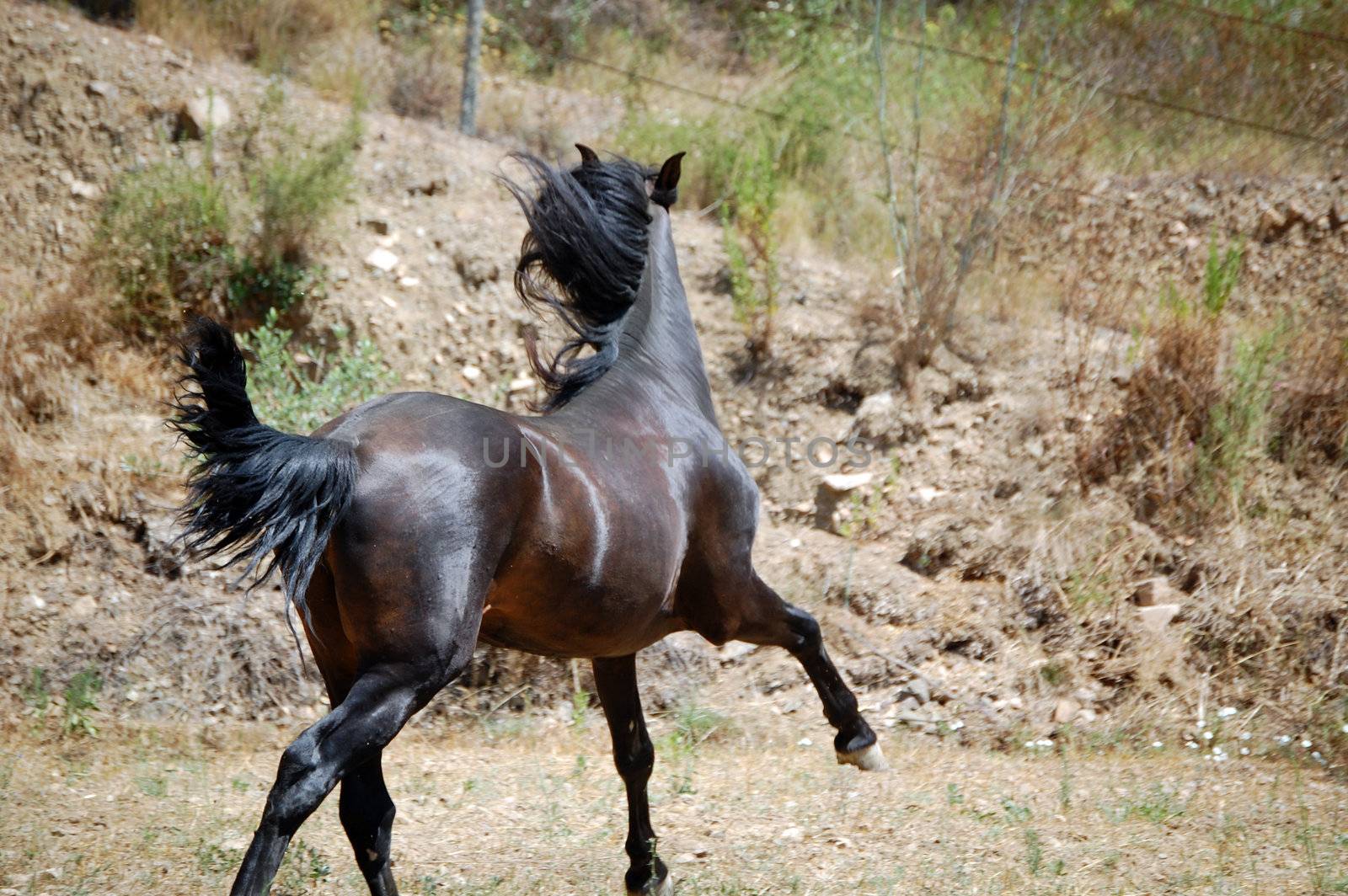 caballo, foto hechada en la montaña