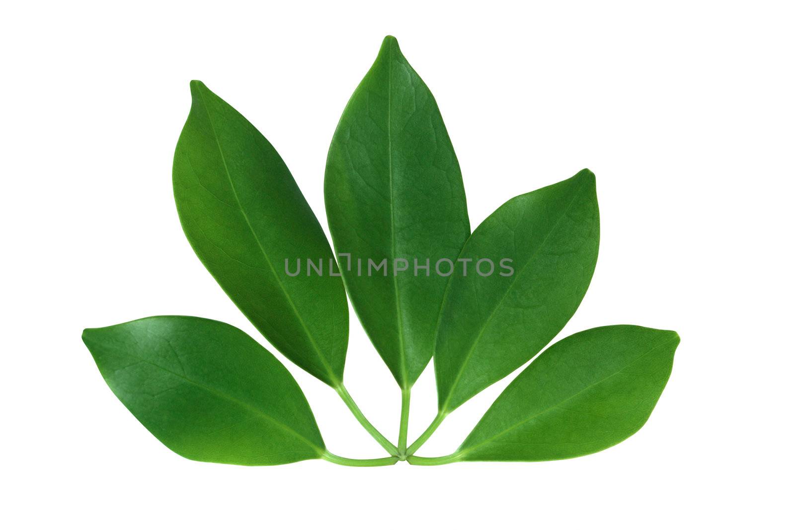 Home plant with long green leaves isolated on white background with clipping path