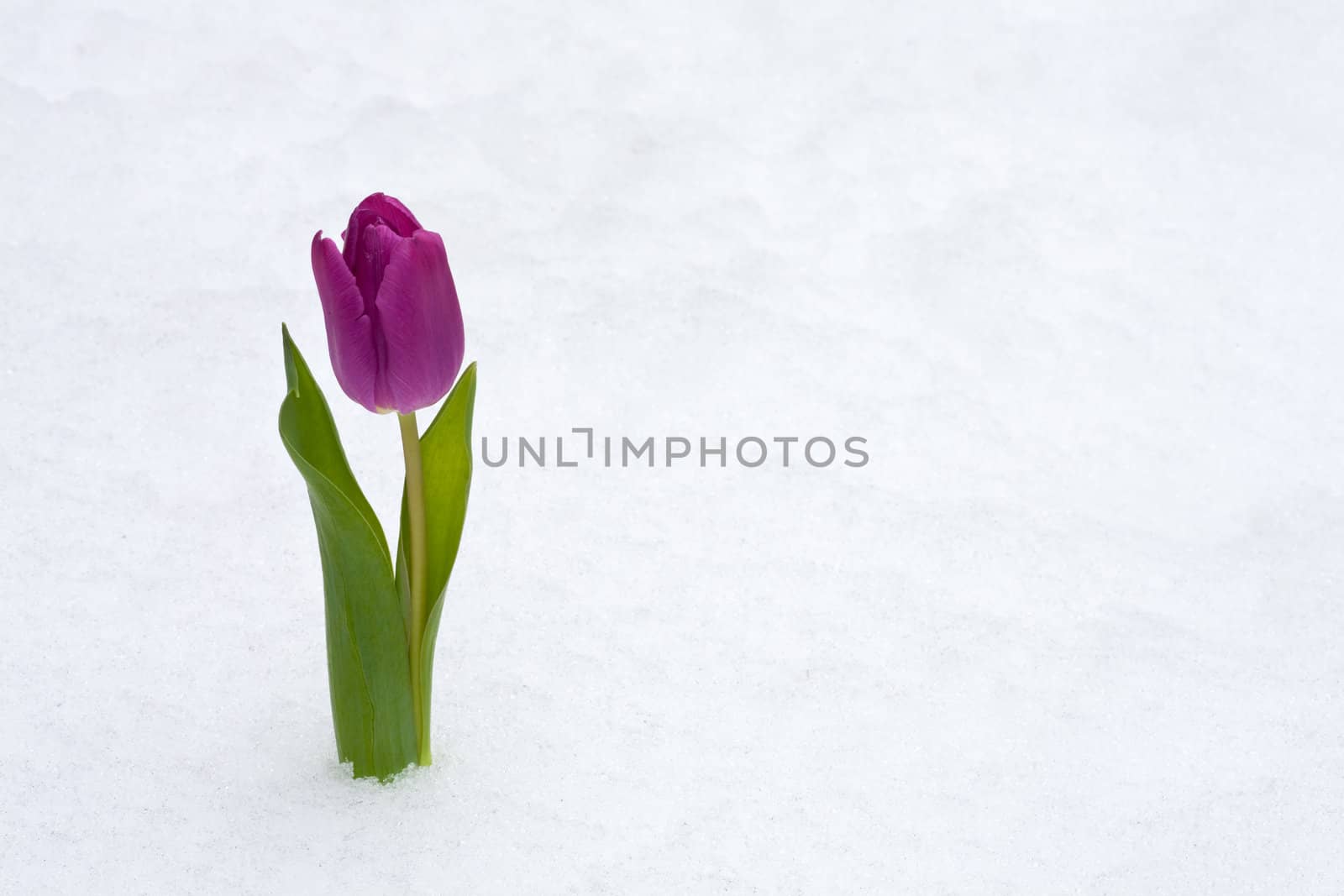 purple tulip in the fresh snow