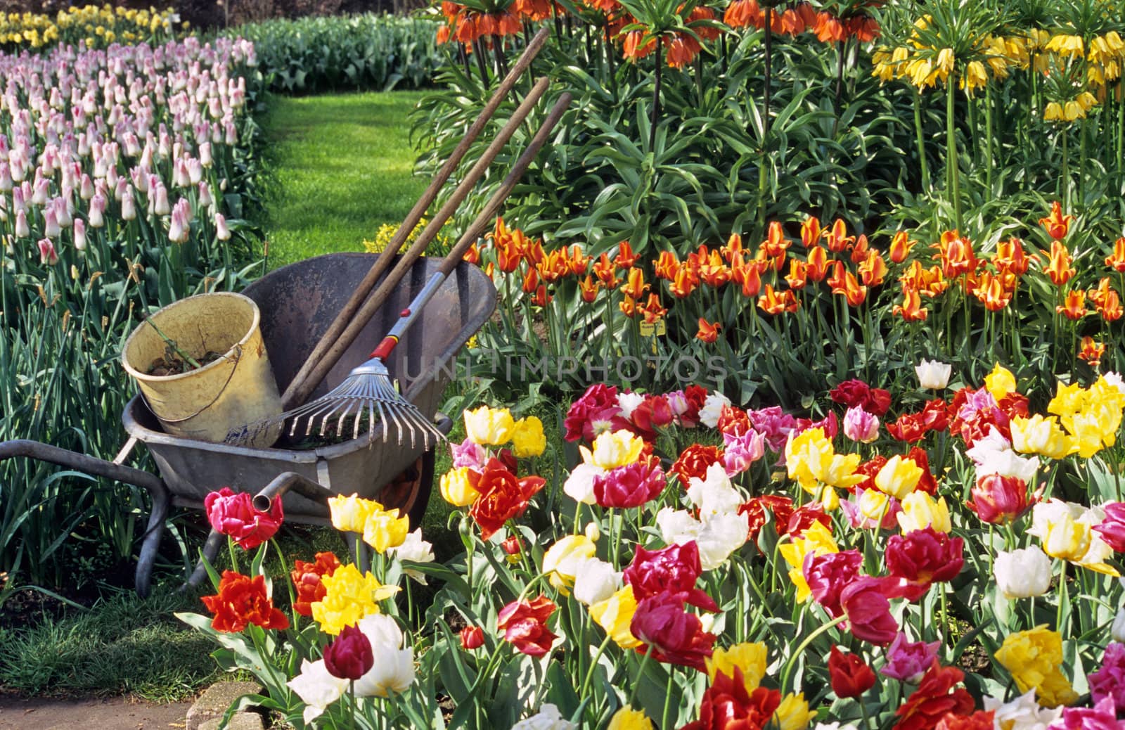 A gardener has left his tools, wheelbarrow and compost bucket near a garden of colourful Dutch tulips and Fritillaria in Belgium.