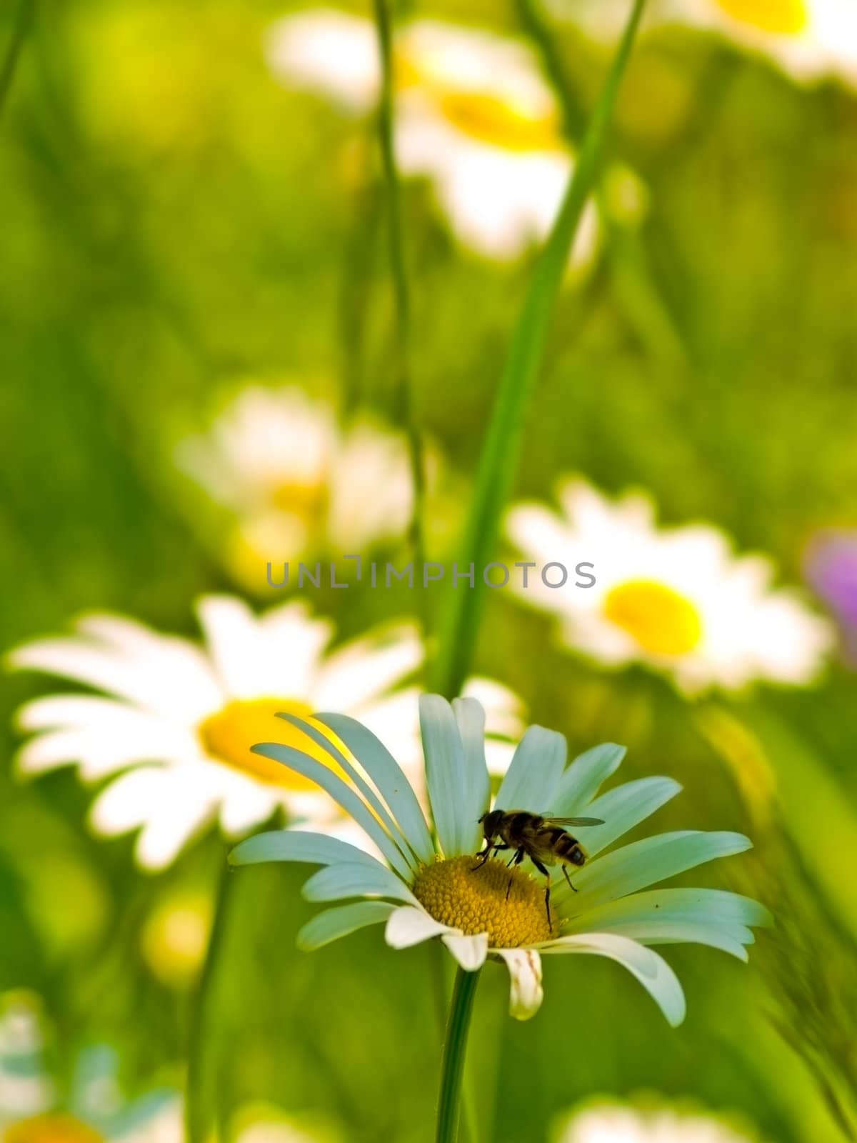 Close up shot if wild chamomiles with bee on one flower. Focus on nearest flower