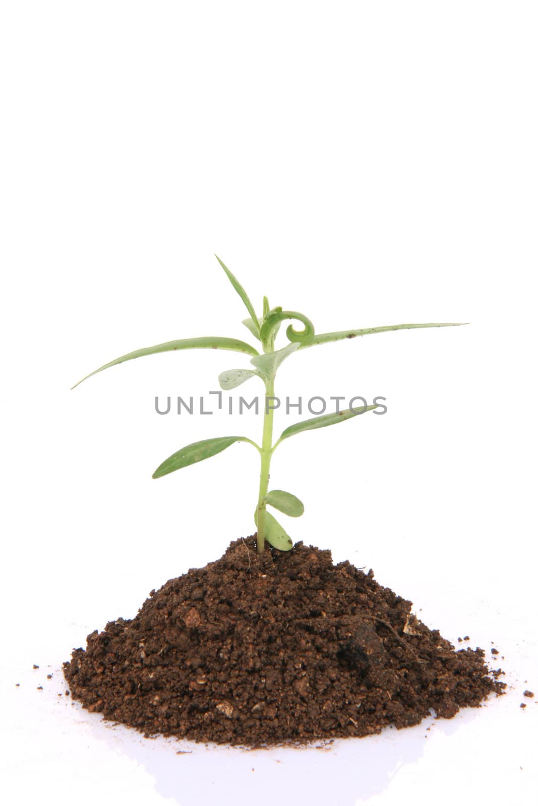 small plant with soil closeup isolated on white background with copy space