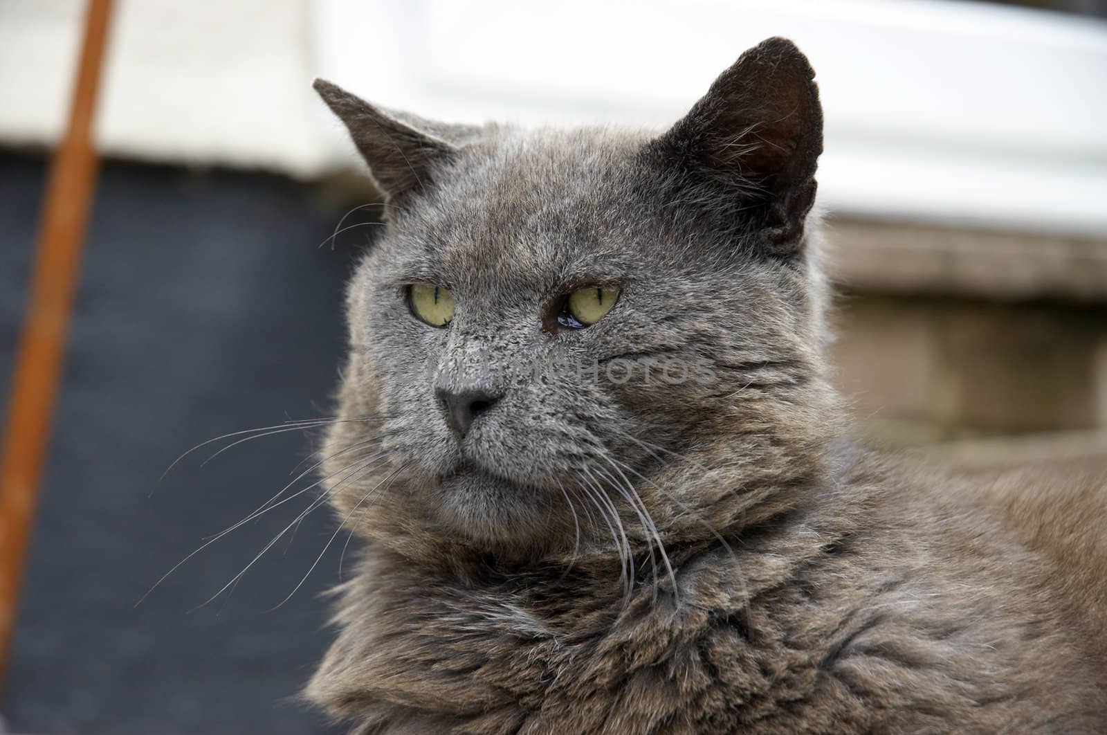 A gray cat sitting on the patio