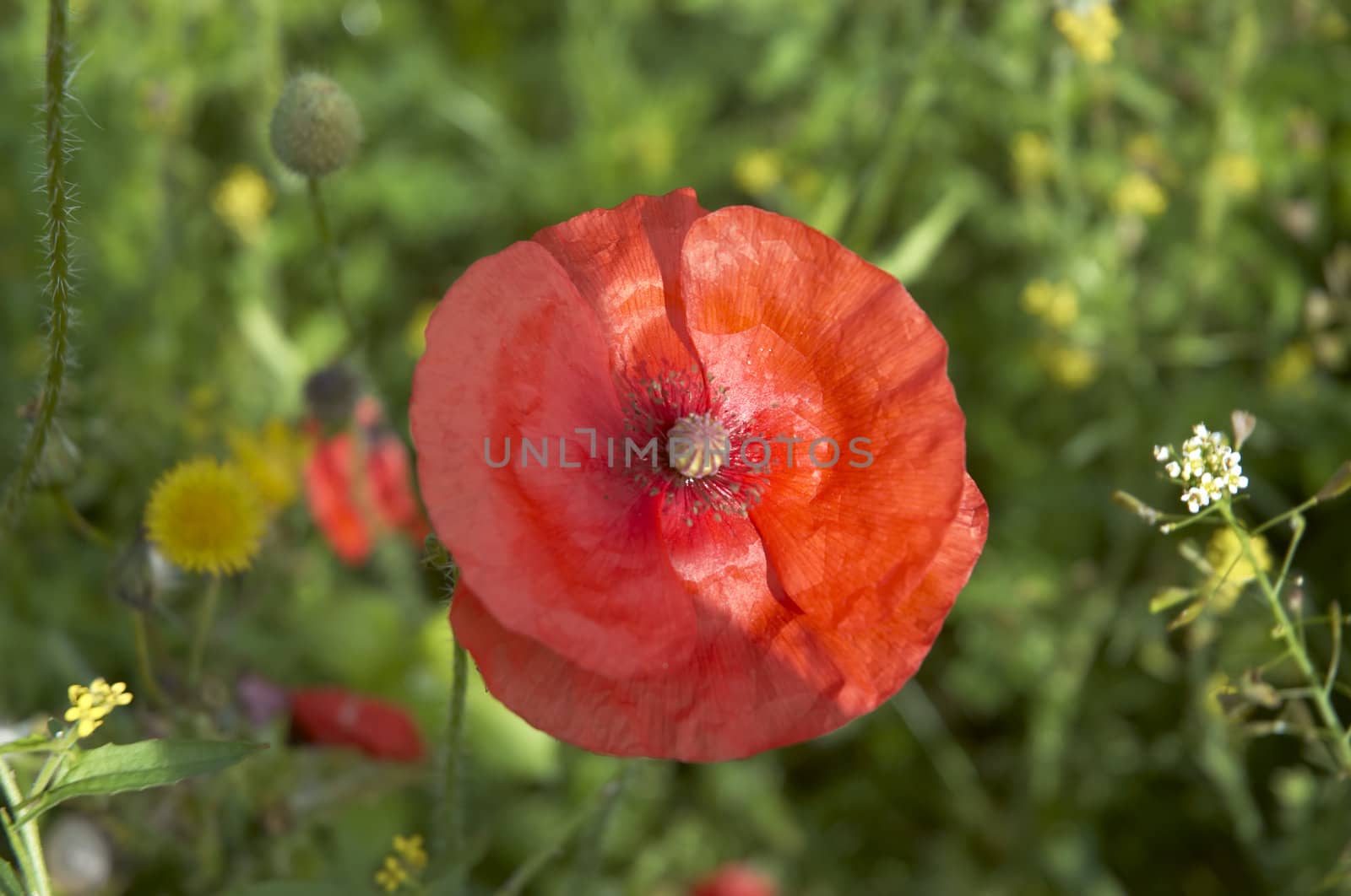 A red Poppy with natural a background