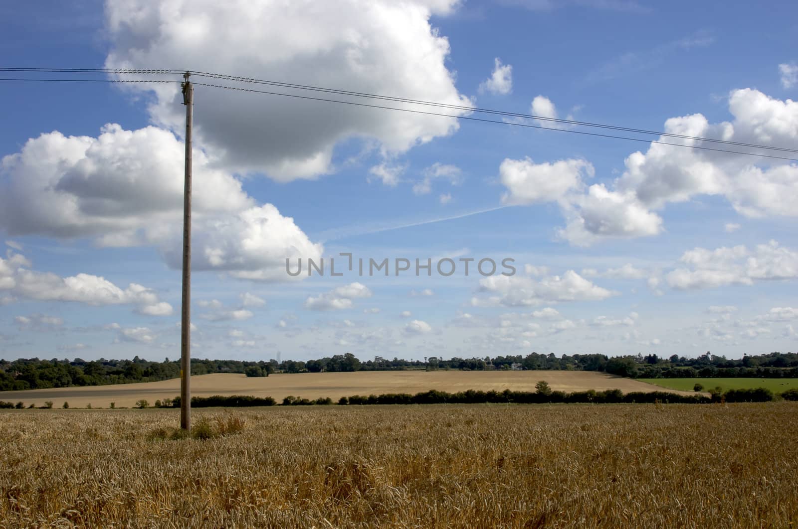 A field of Wheat in summer just before the harvest