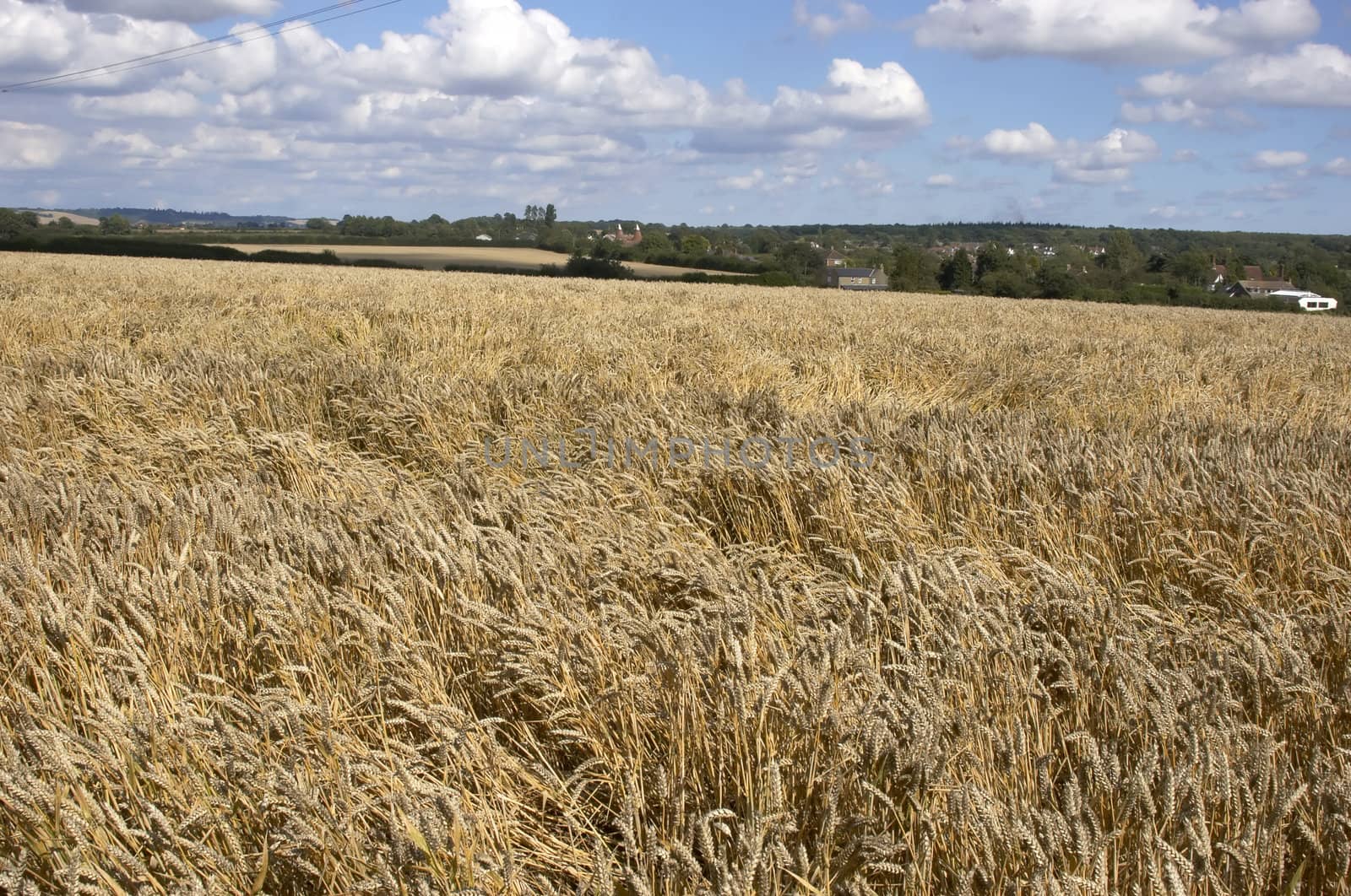 A field of Wheat in summer just before the harvest