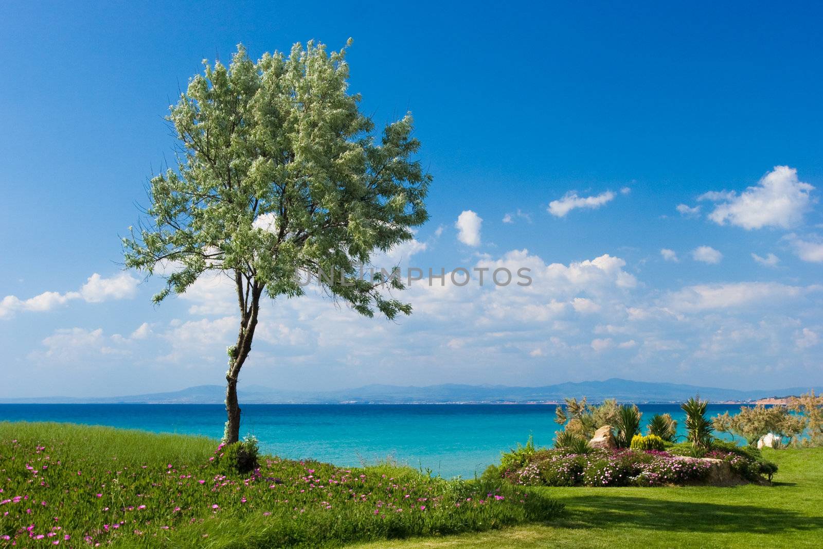 Olive tree at the Greek seaside by naumoid