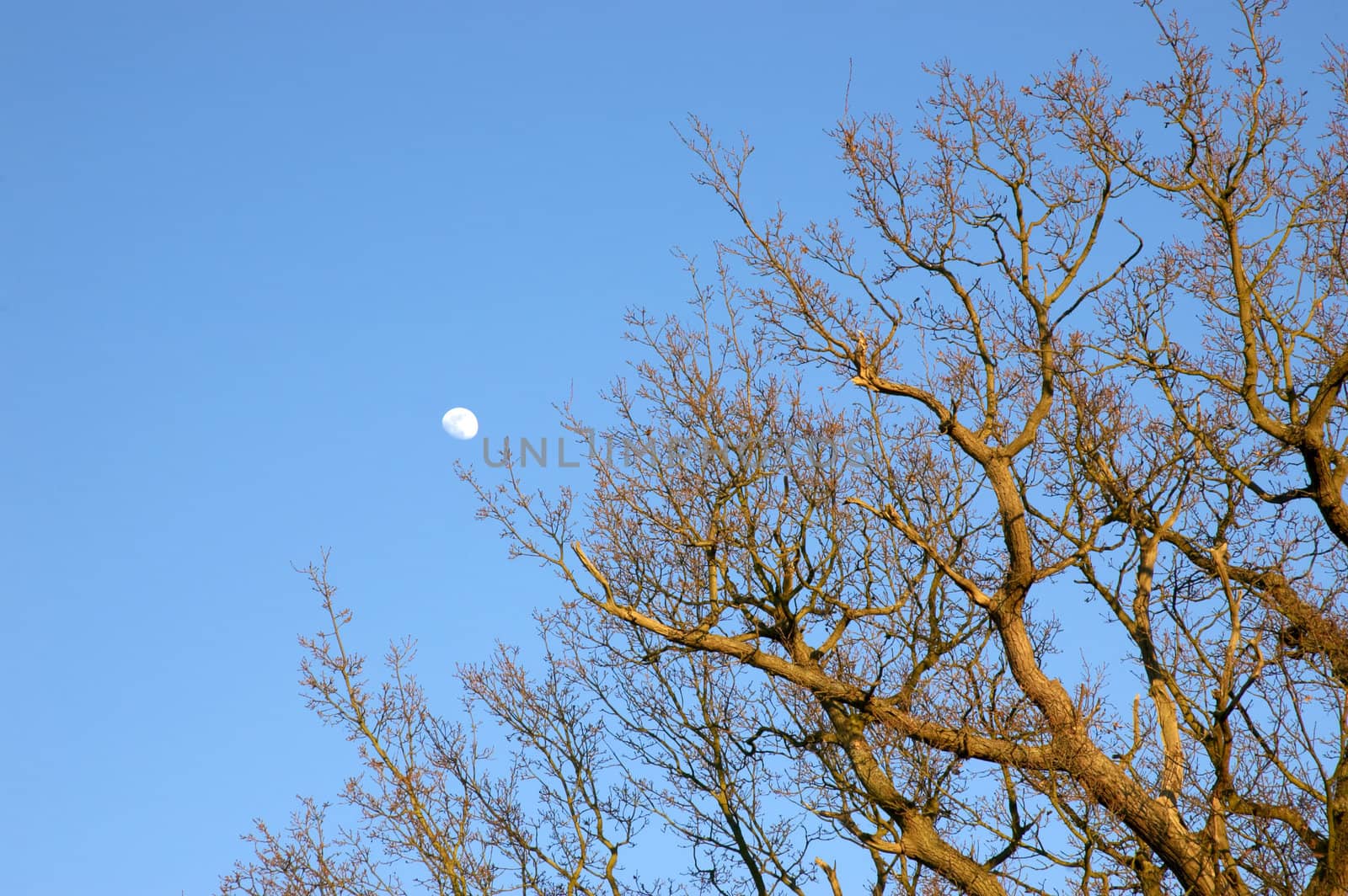 Tree tops in winter with a blue sky