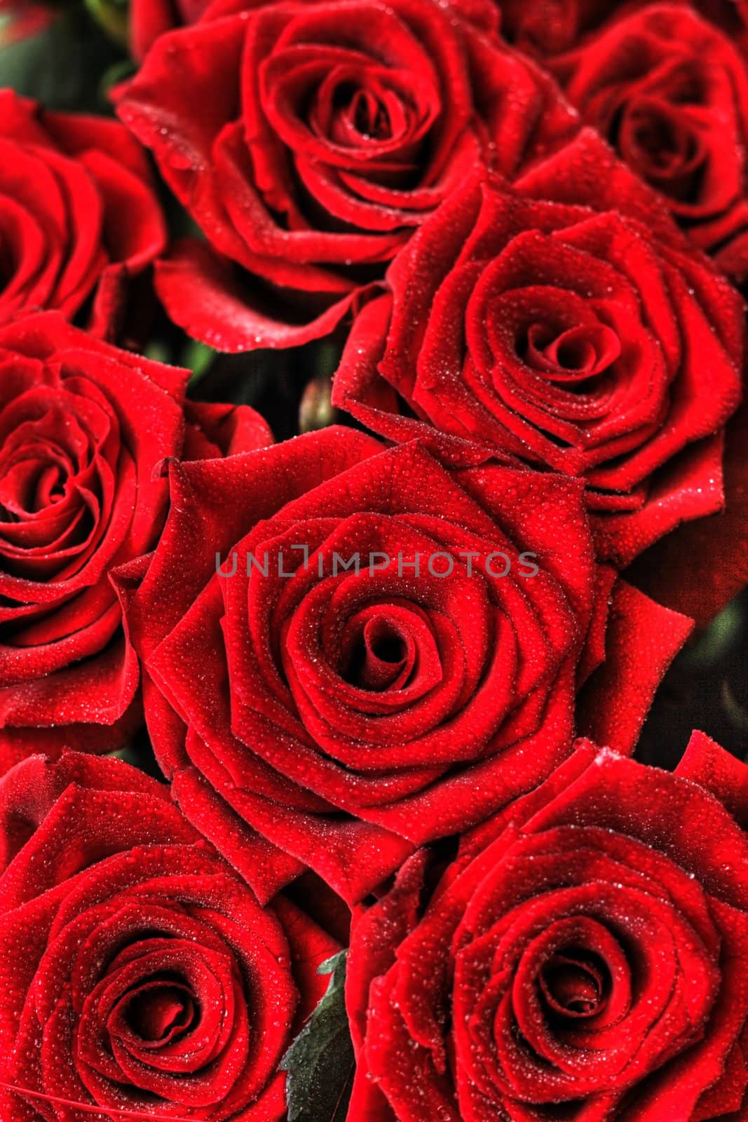 On a photo red roses