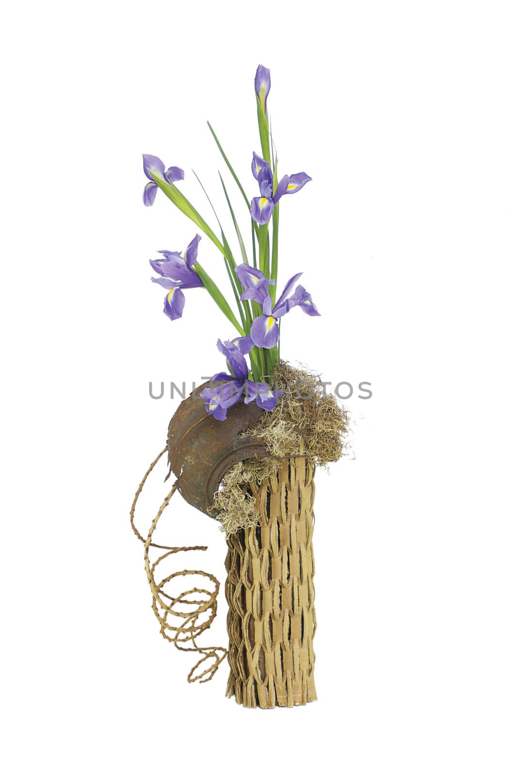A floral arangement of purple iris set on a white isolated background. Purple iris flowers set in a paper cardboard vase with dried moss and other materials, with a rusty pot.