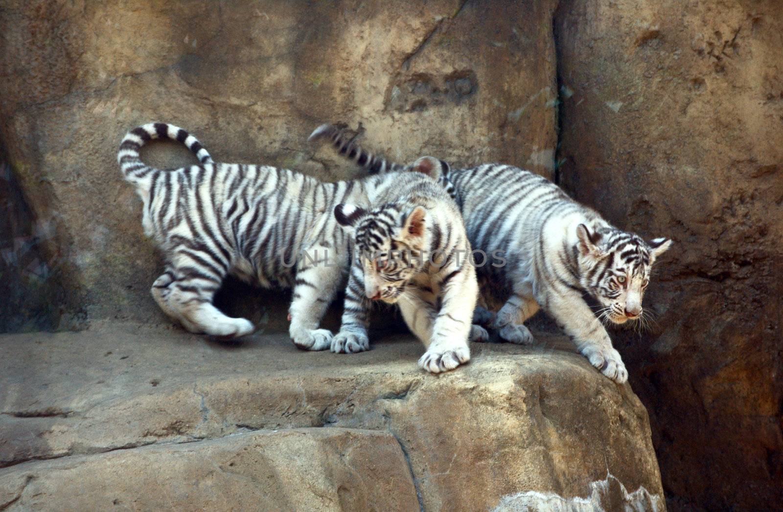 White bengal tiger cubs