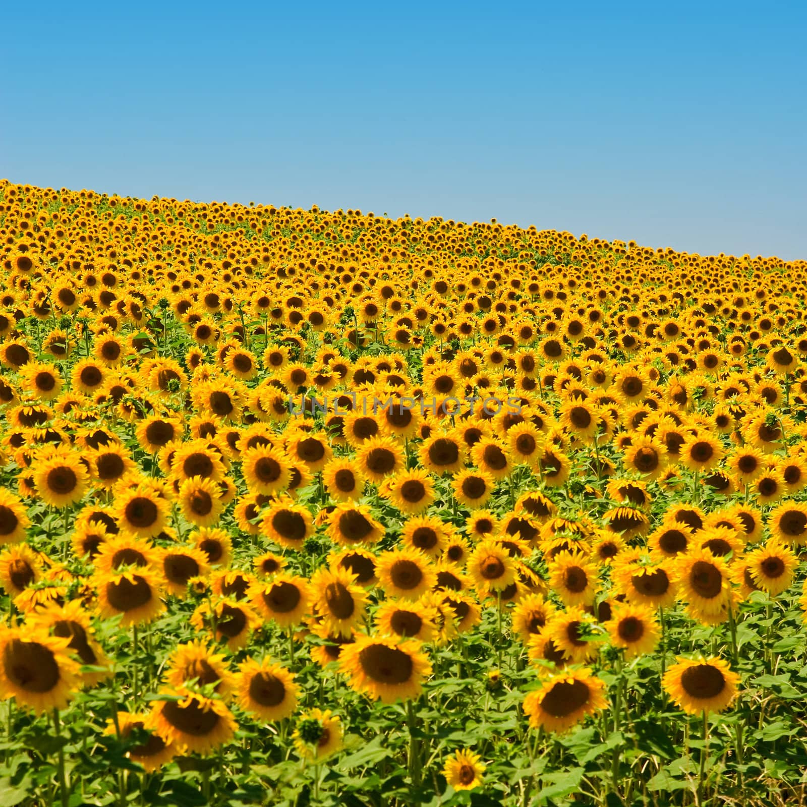 Sunflower Field by ajn