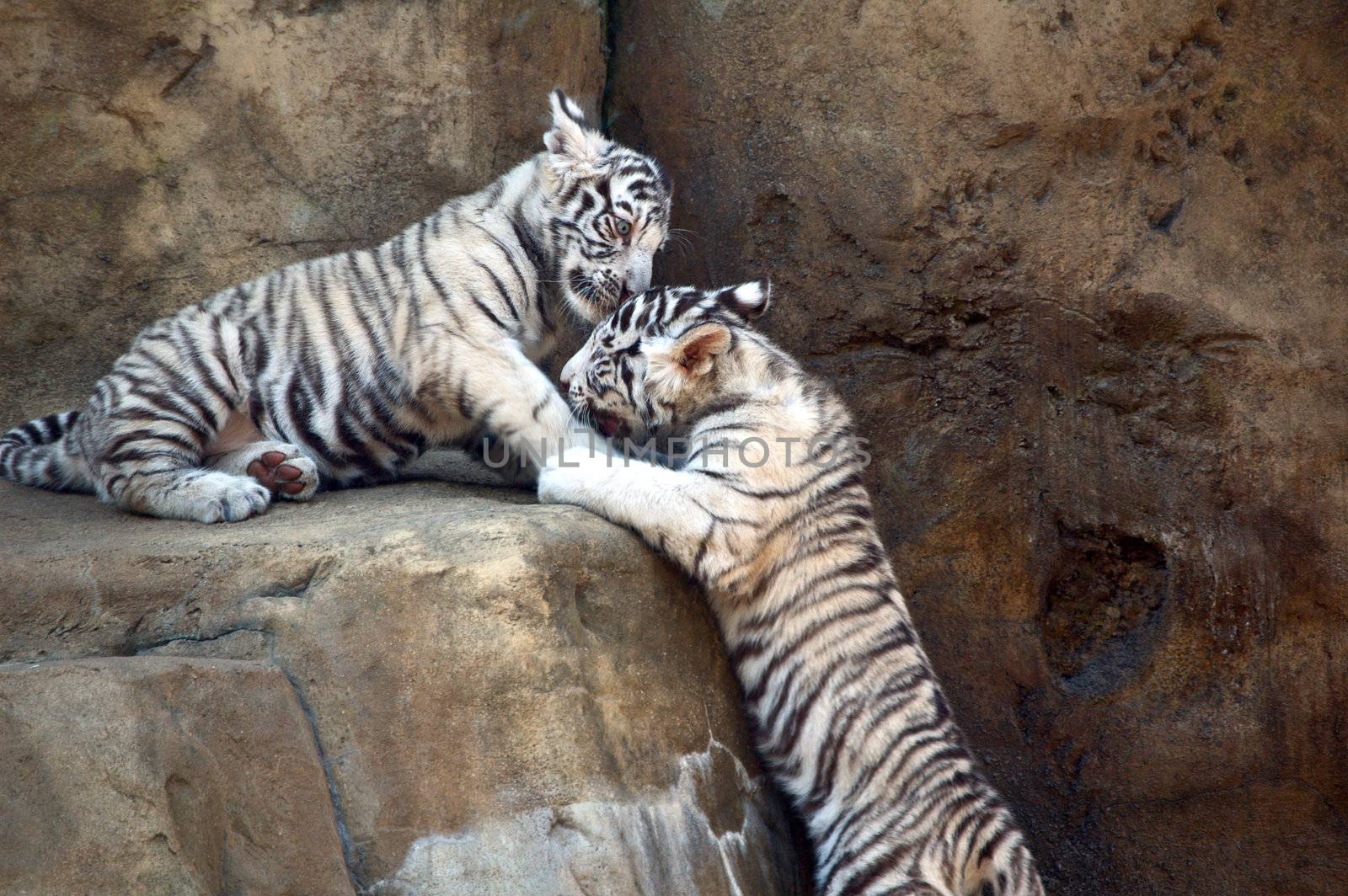 White bengal tiger cubs