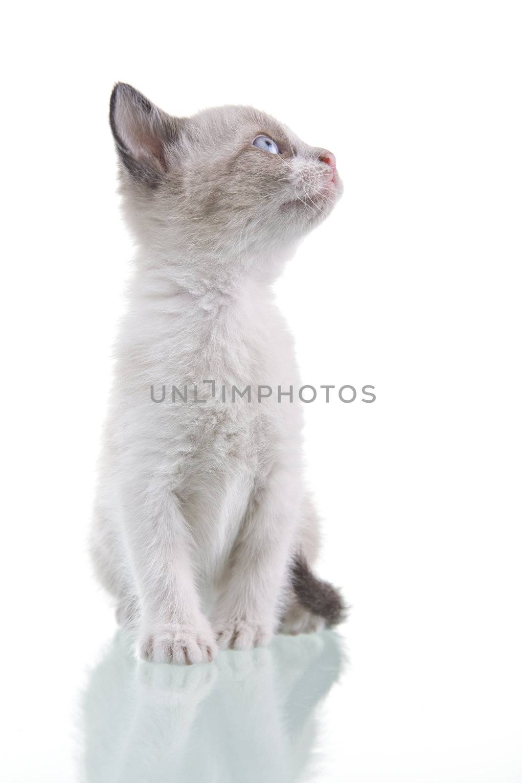 Adorable baby kitten sitting and looking up, isolated on white background.