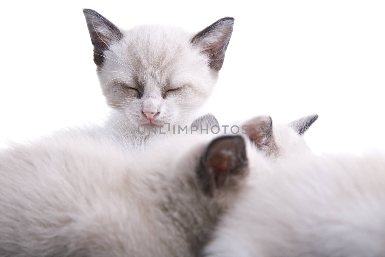 Adorable baby kittens sleeping together. Isolated on white.