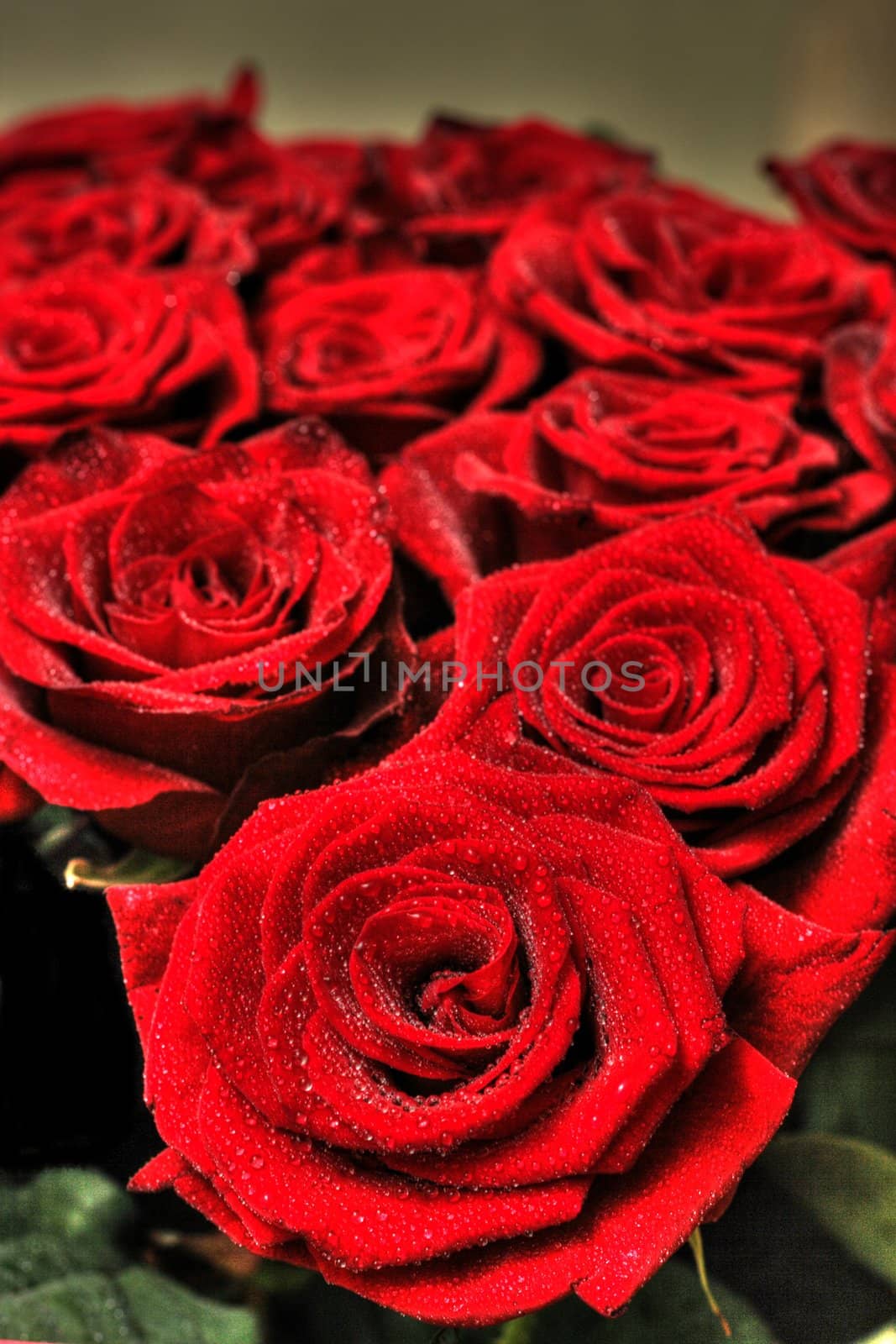 On a photo red roses