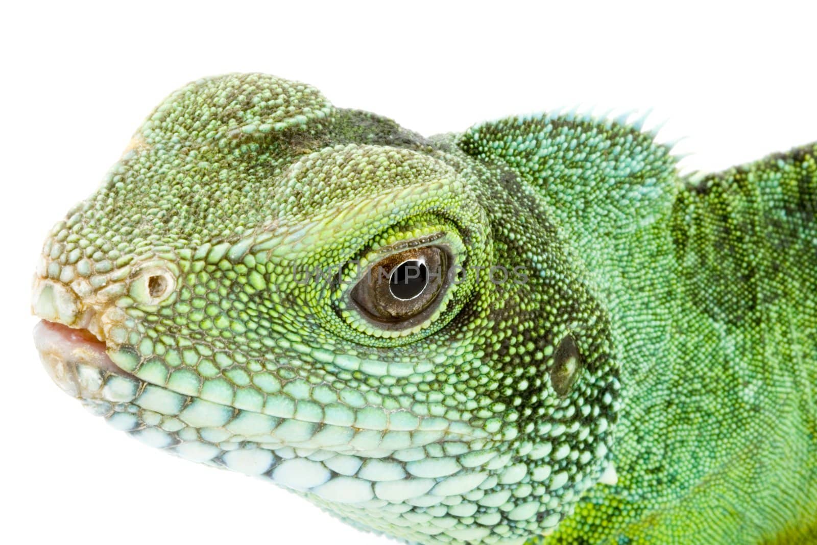 head and facel of an adult agama Physignathus cocincinus 