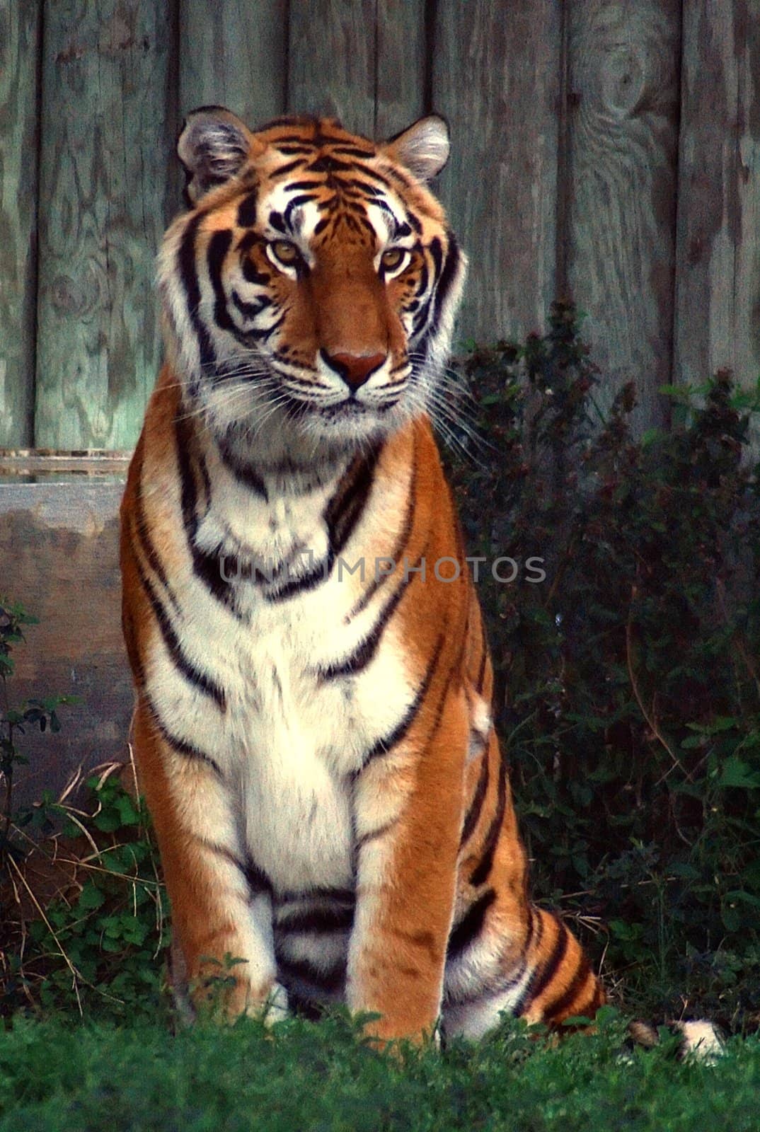 Tiger by mahnken