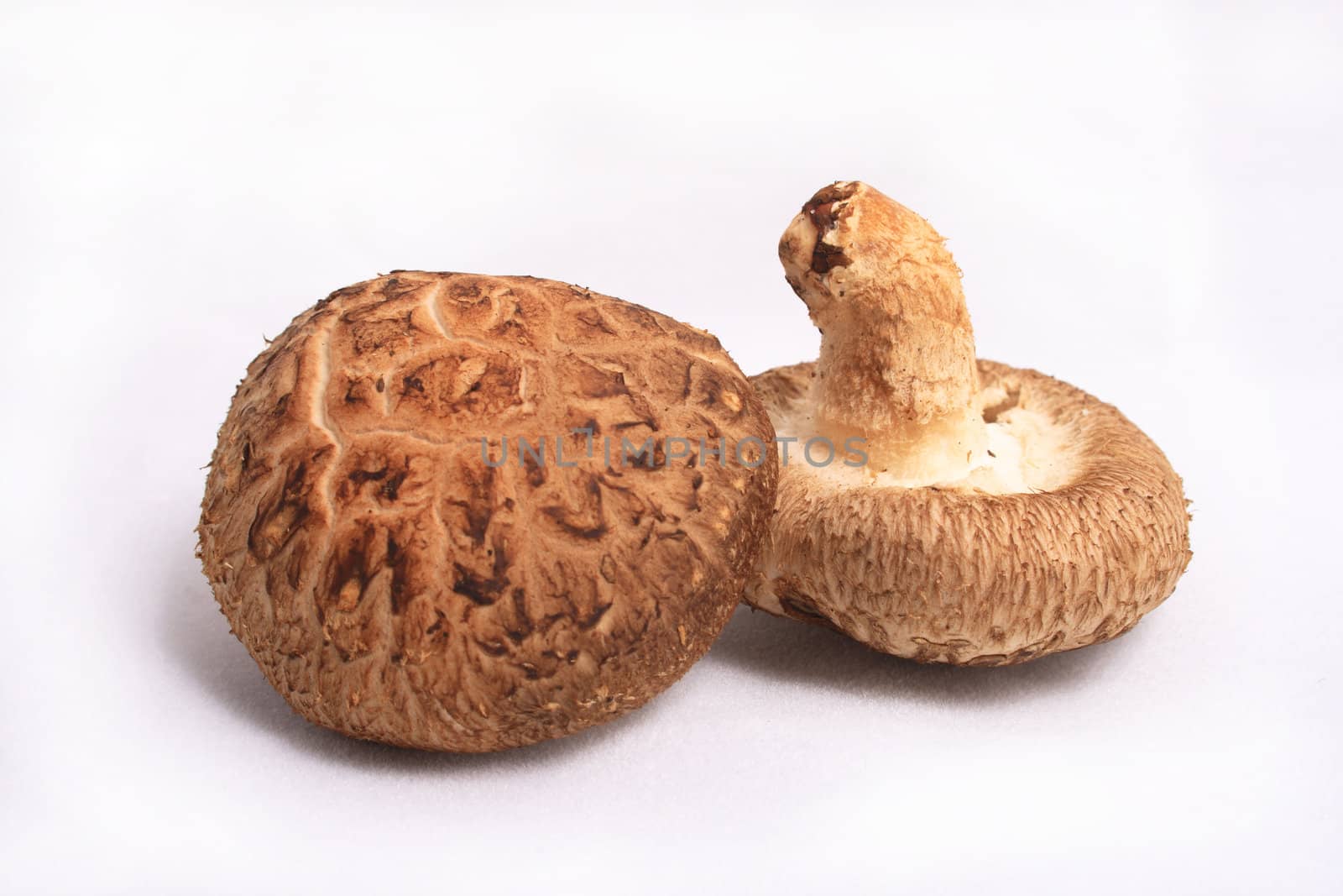 Two dry mushrooms on white background