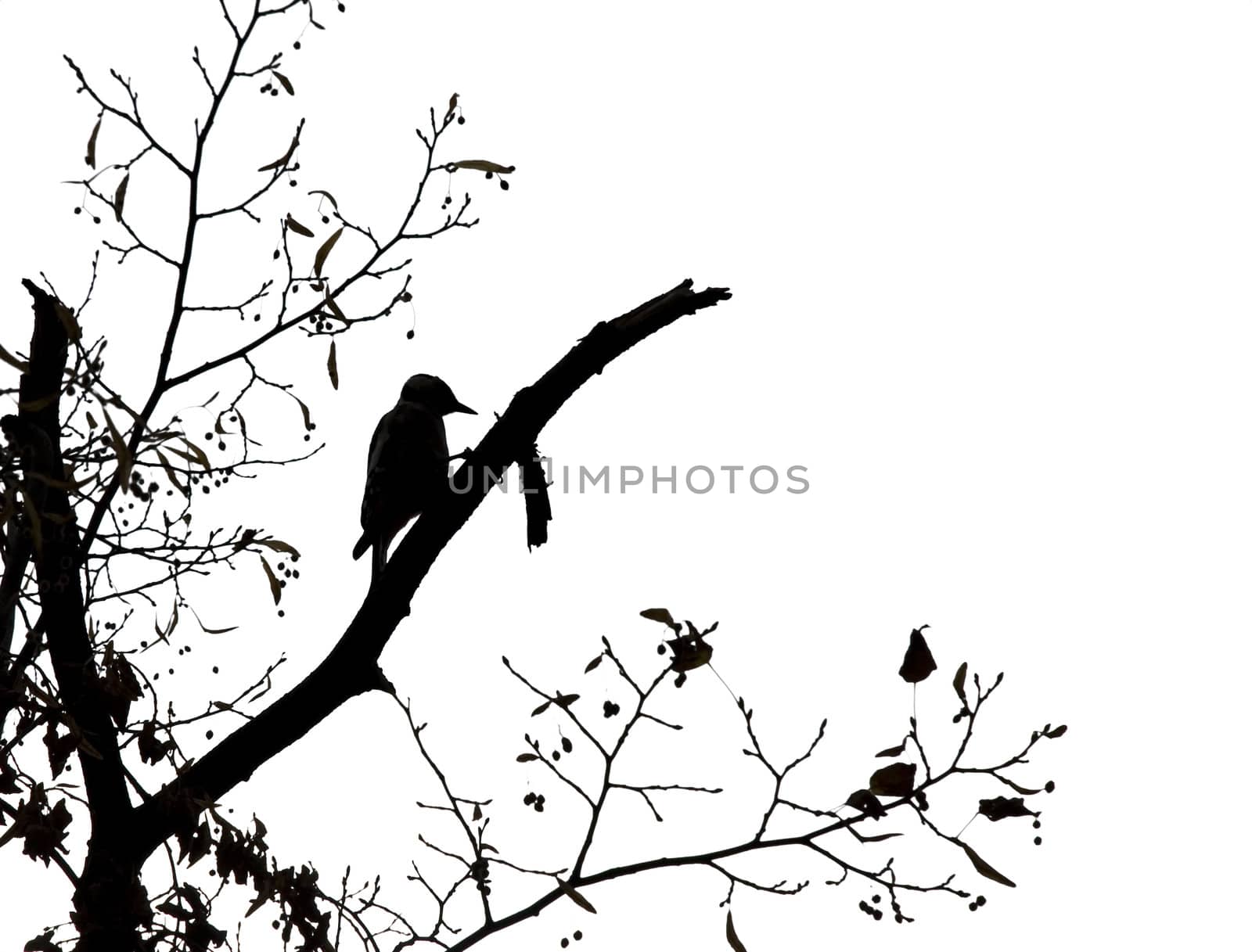 Woodpecker by tuku