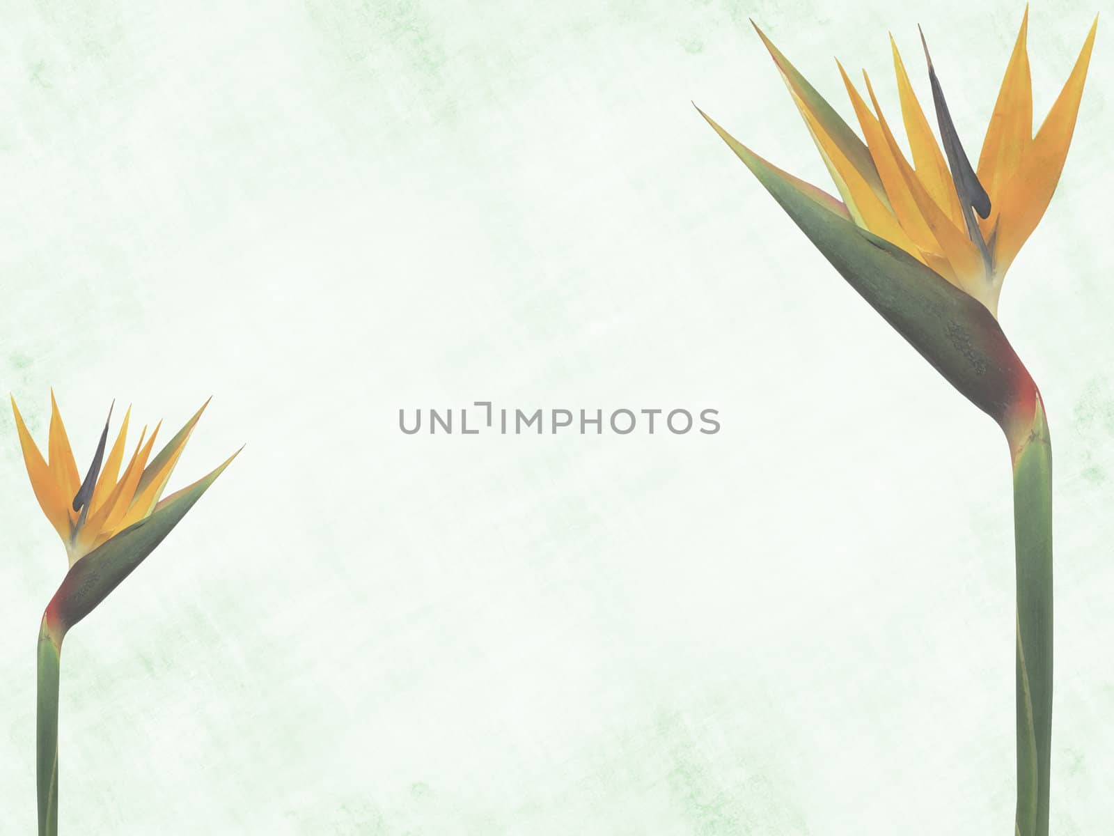 Background with two bird-of-paradise flowers