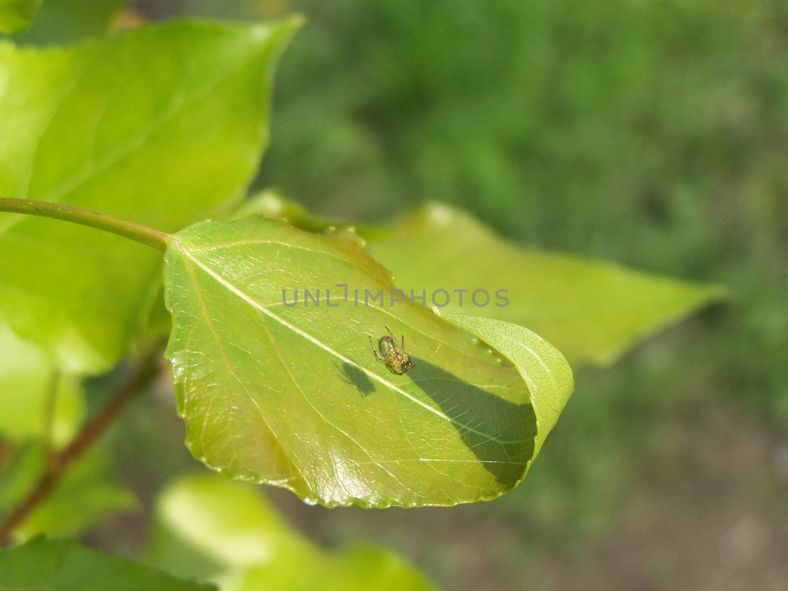 Spider on the leaf by Lessadar