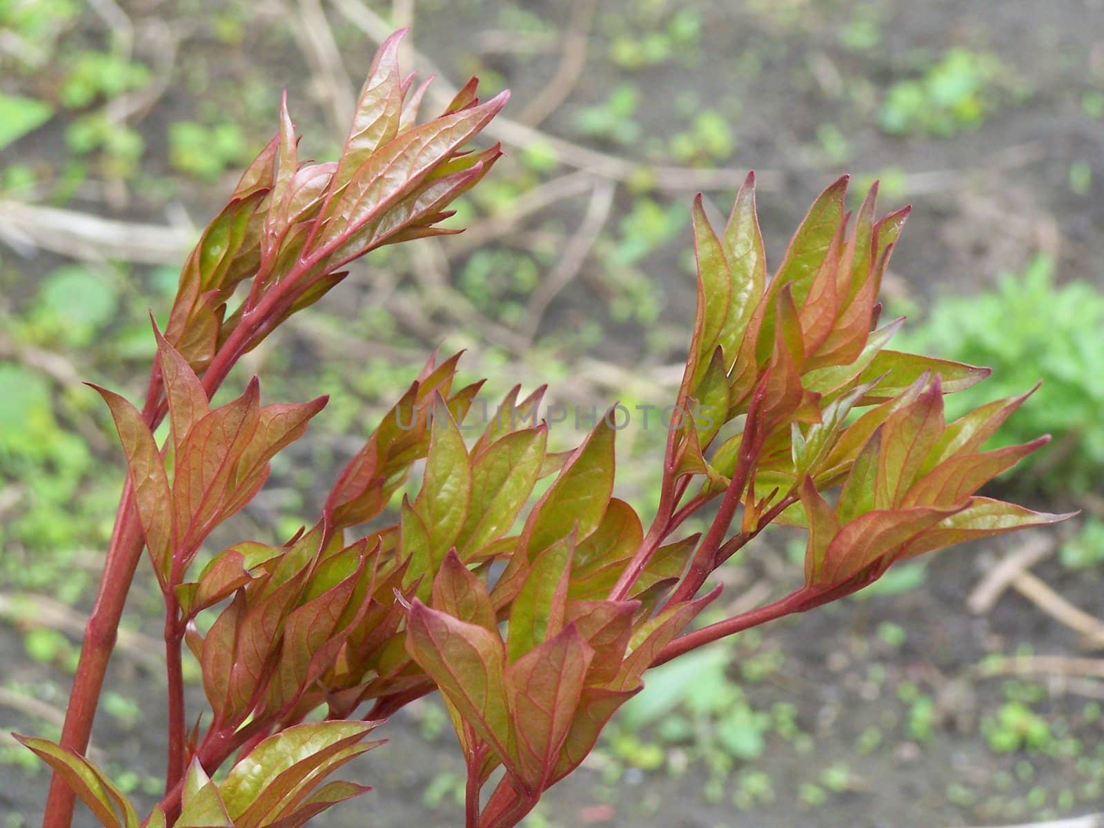 Red and green fresh leaves. Close up.