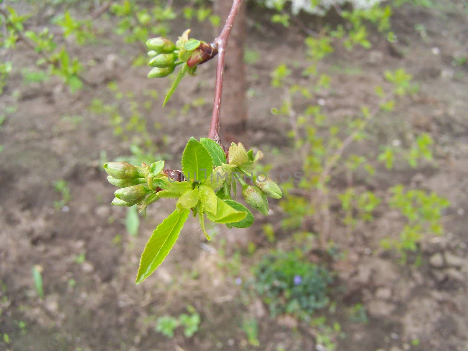 Branch with several fresh leaf-buds. Close up.