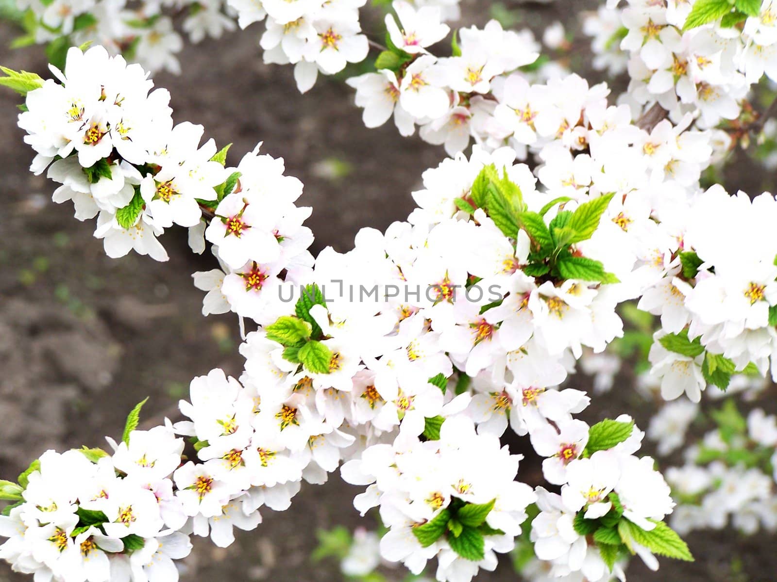 White blossoms by Lessadar