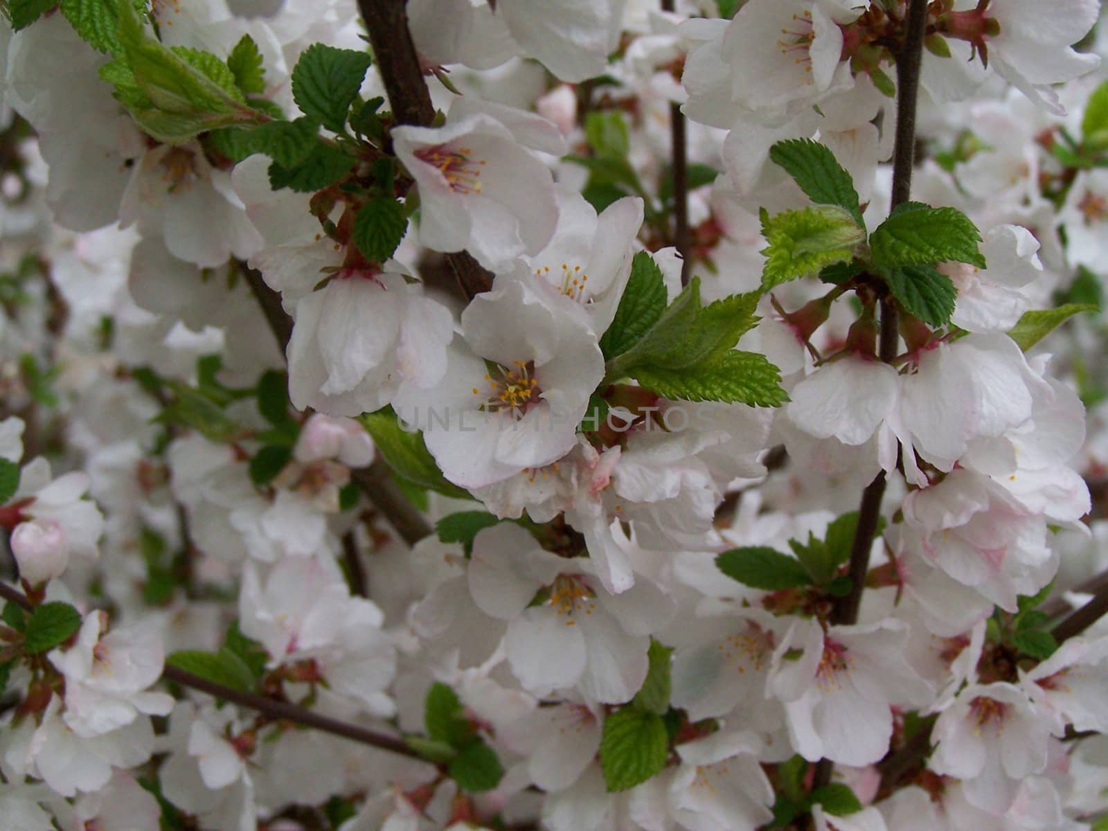April blossoms by Lessadar