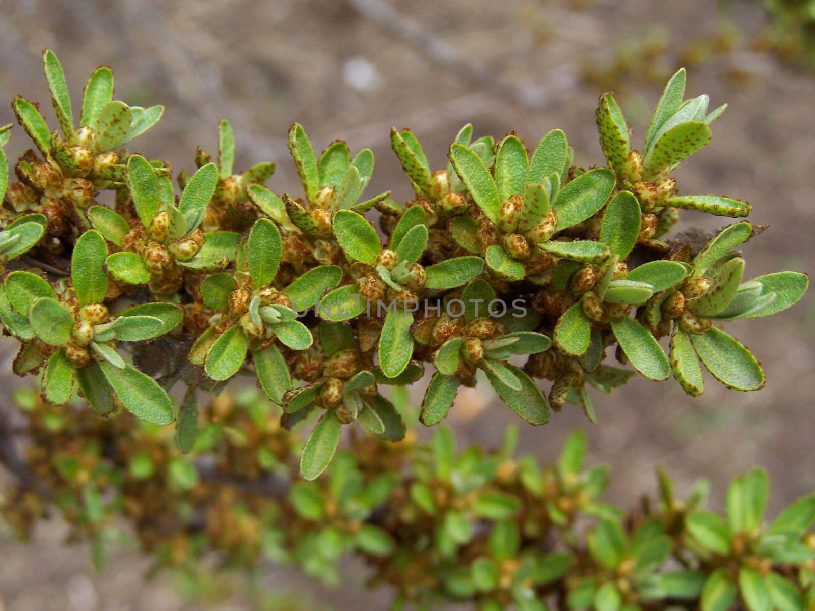 Fresh brown and green leaf-buds. Close up. Background.