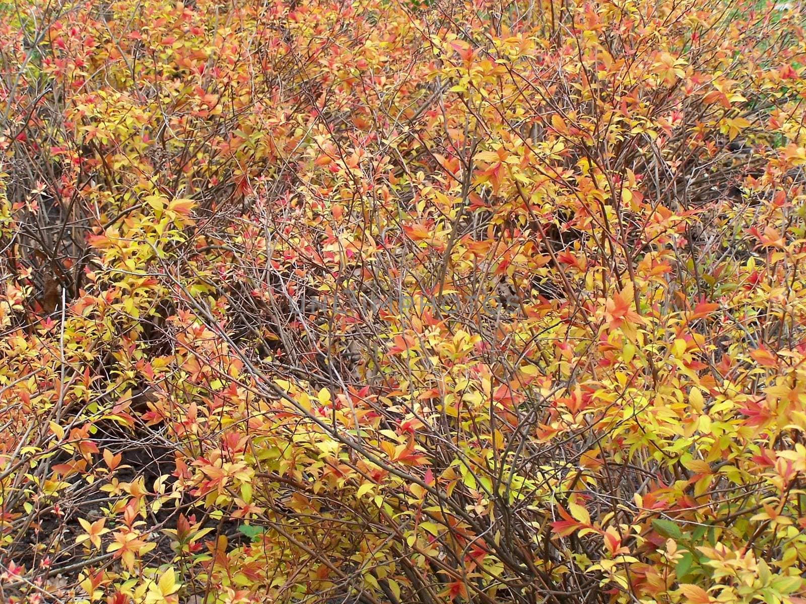 Branches with yellow and red colored leaves. Macro.