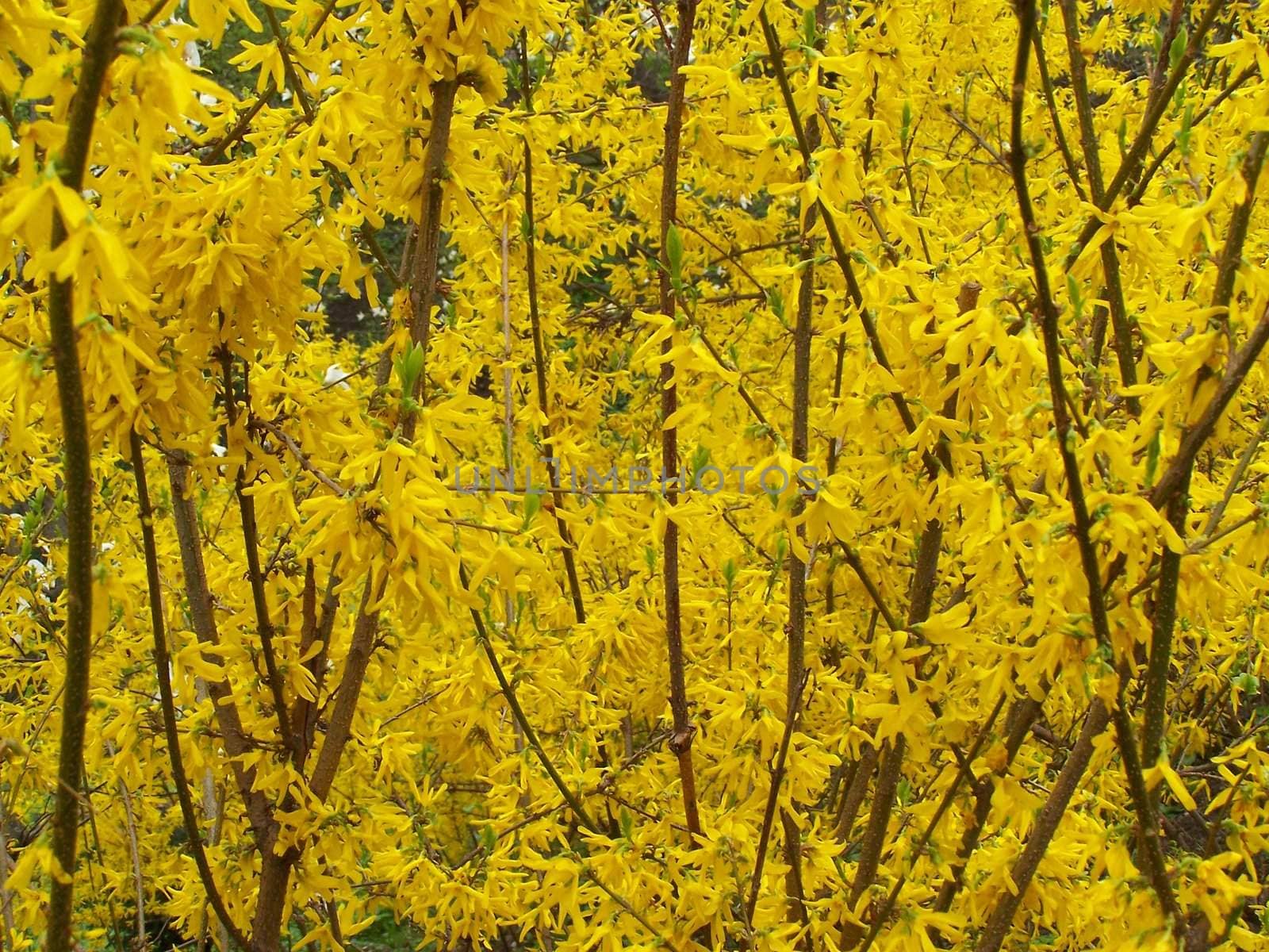 Yellow blooming bushes of forsythia. by Lessadar