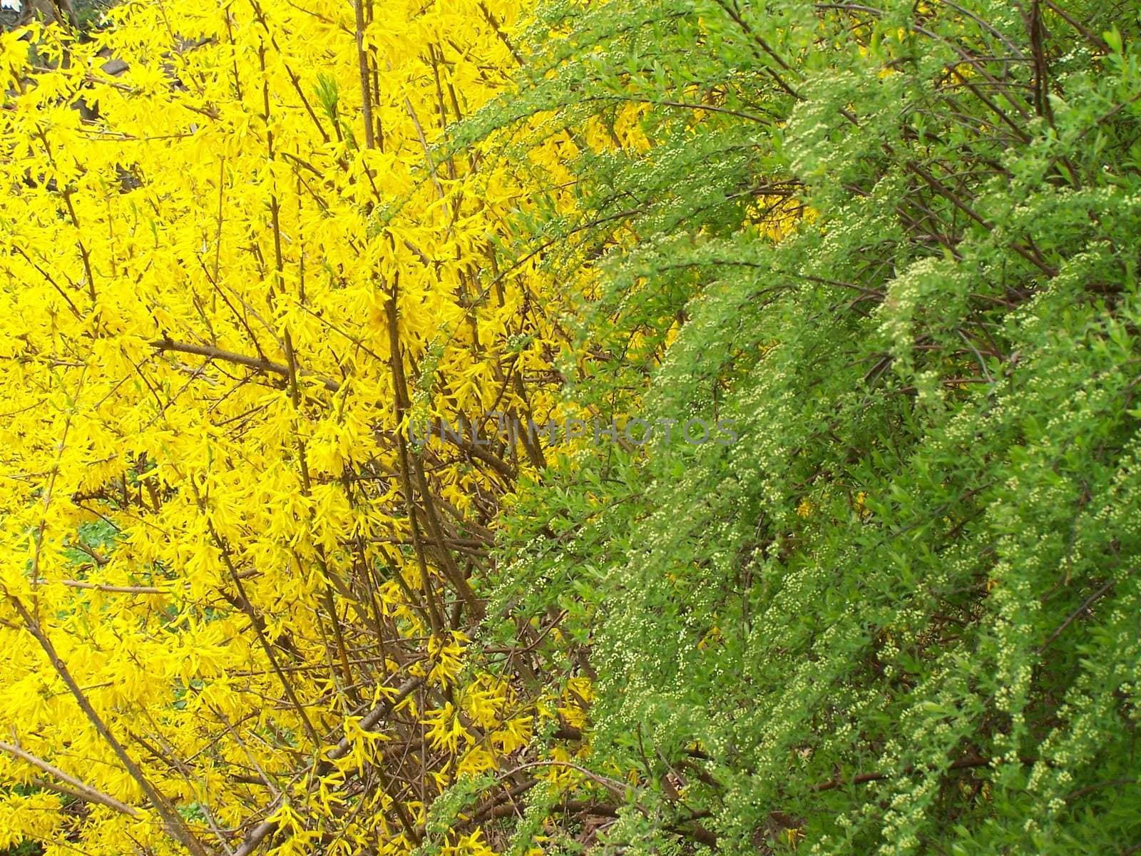 Blooming forsythia and green bush. Background. Day.