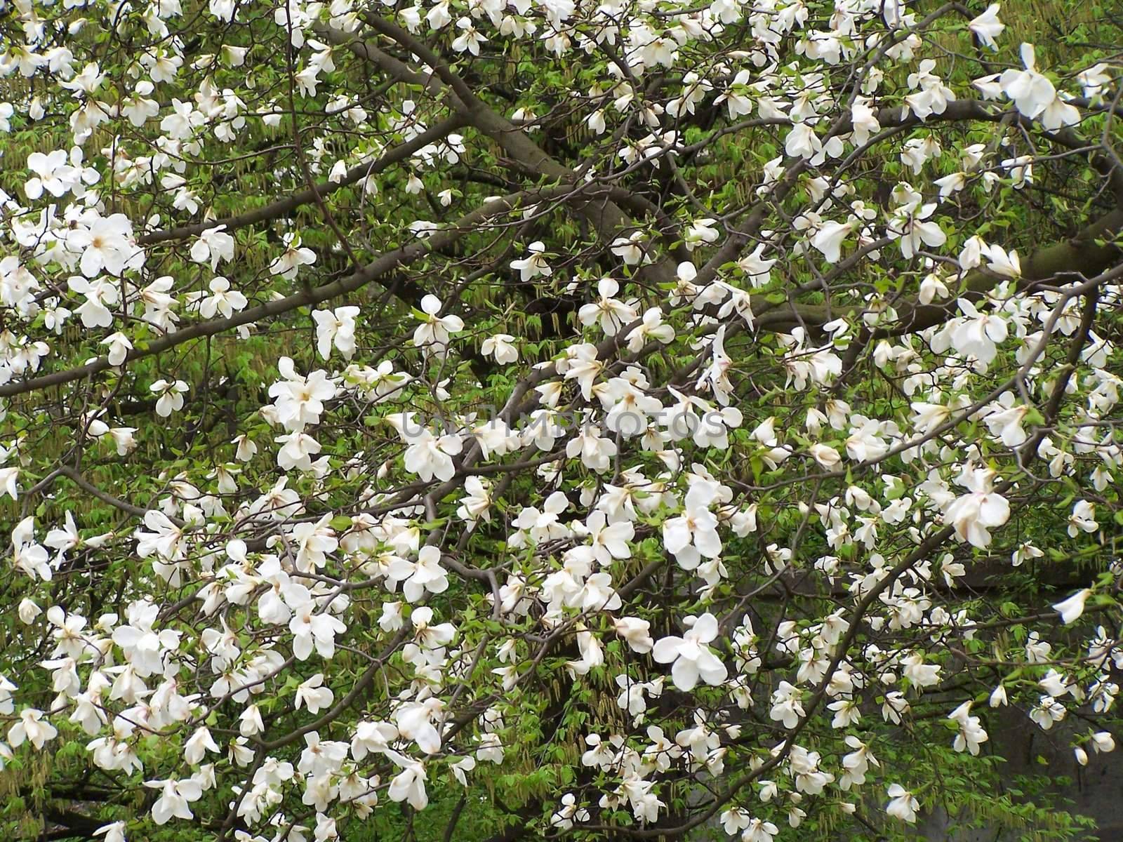 White magnolia blossoms by Lessadar