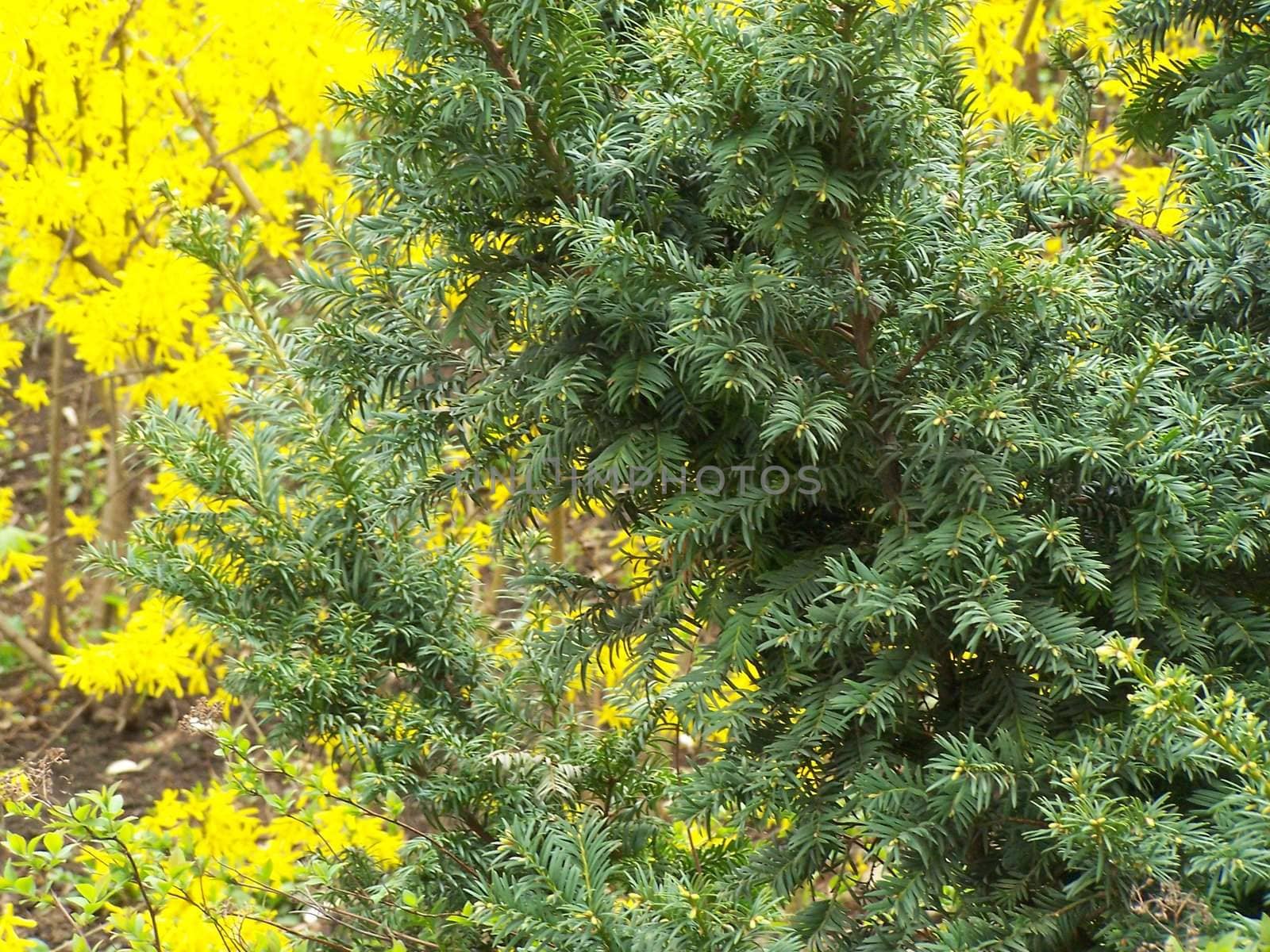 Green pine and yellow forsythia at the background.